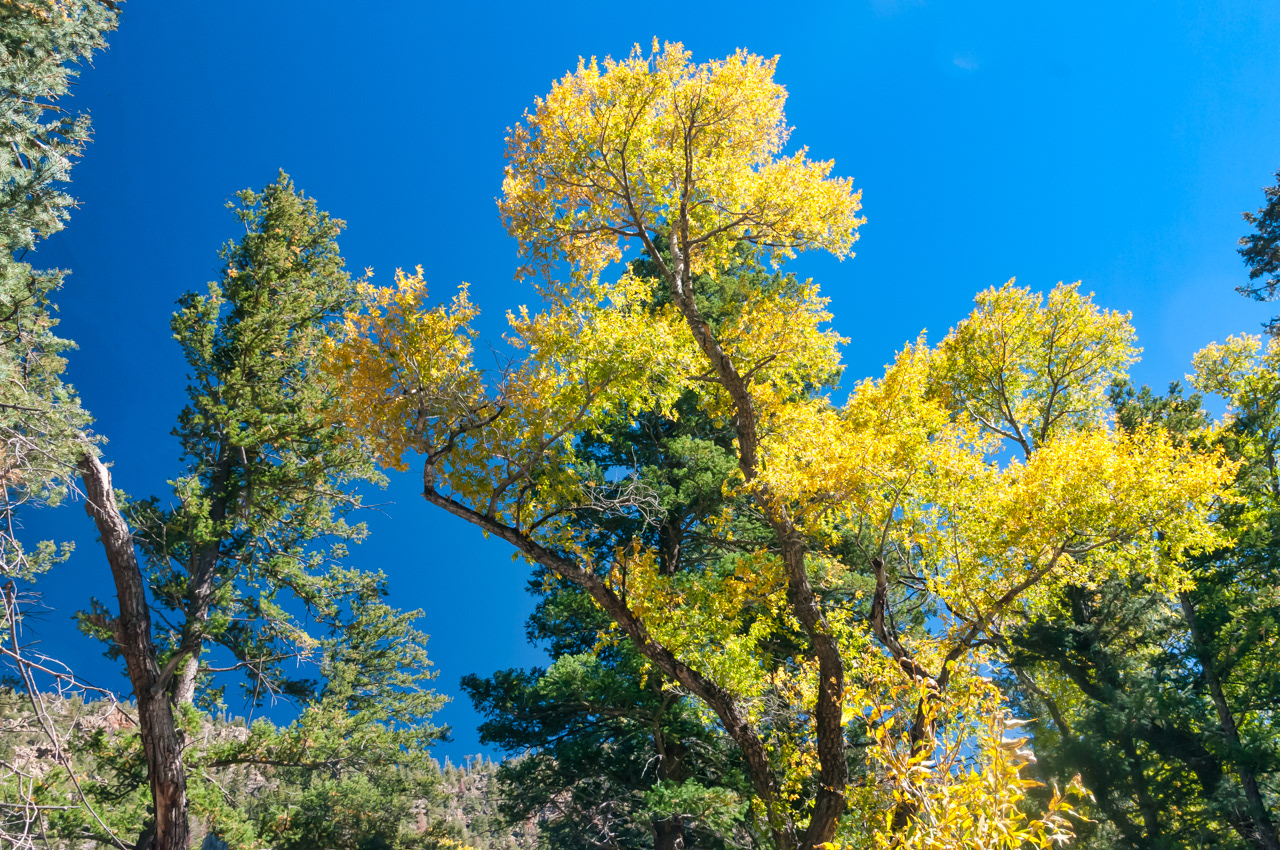 Fall Cottonwood Tree Cimarron, New Mexico