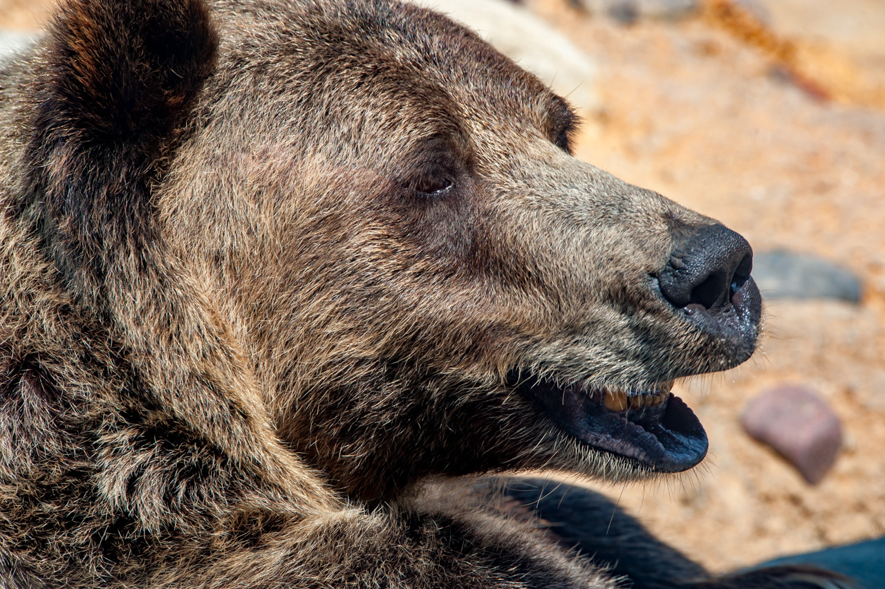 Grizzly Bear