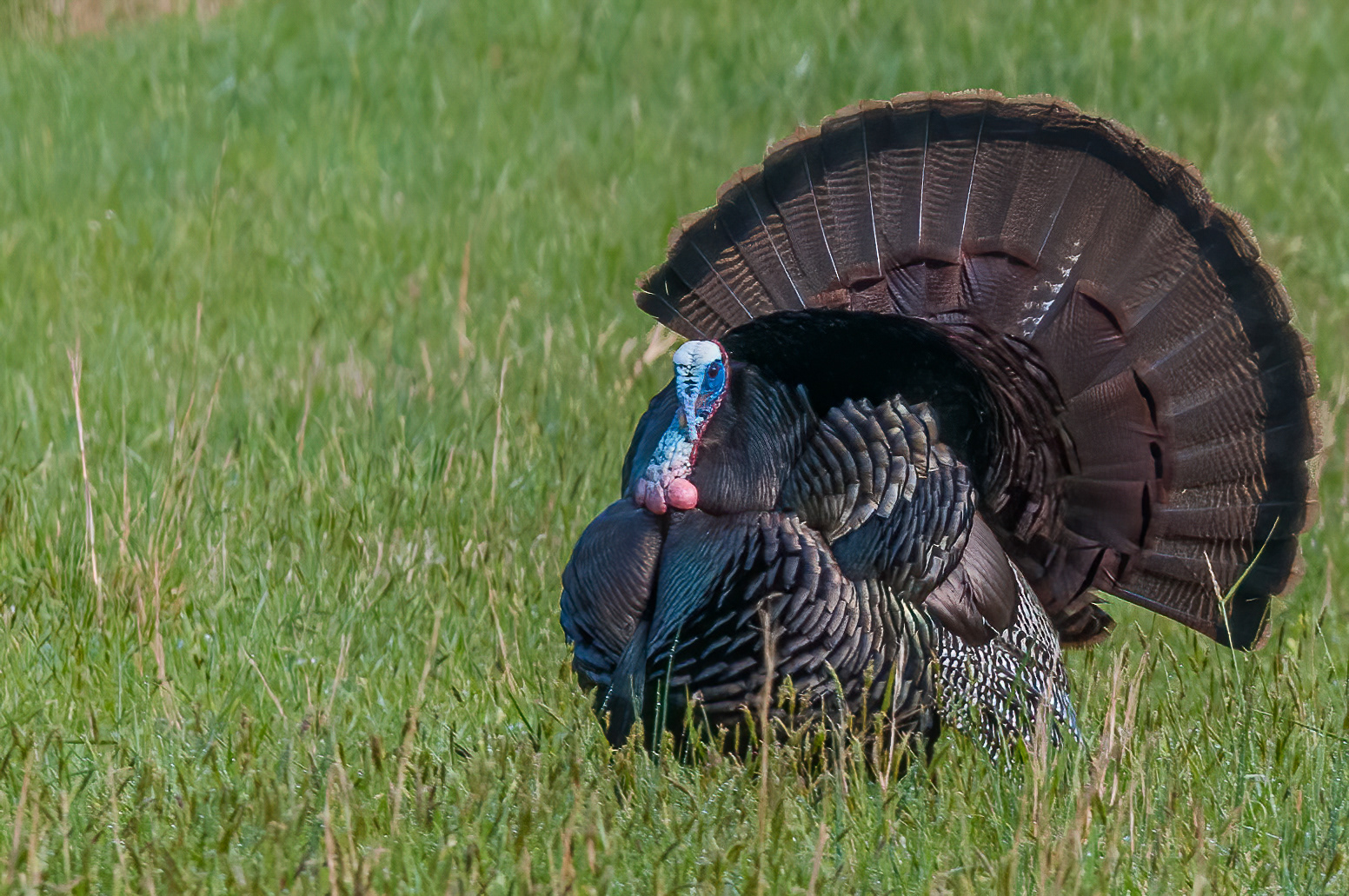 Wild Turkey (Meleagris gallopavo)