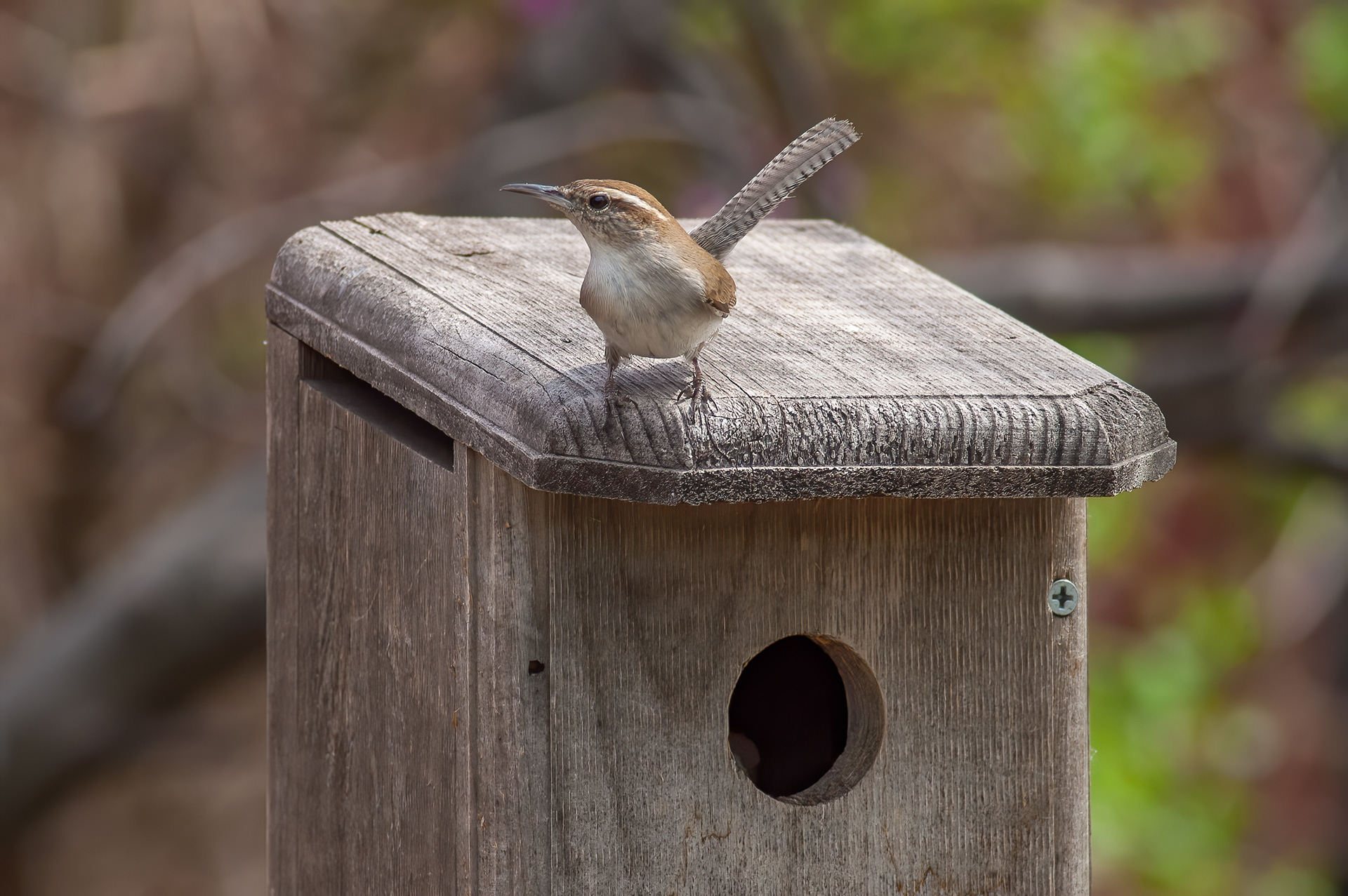 Bewick's Wren
