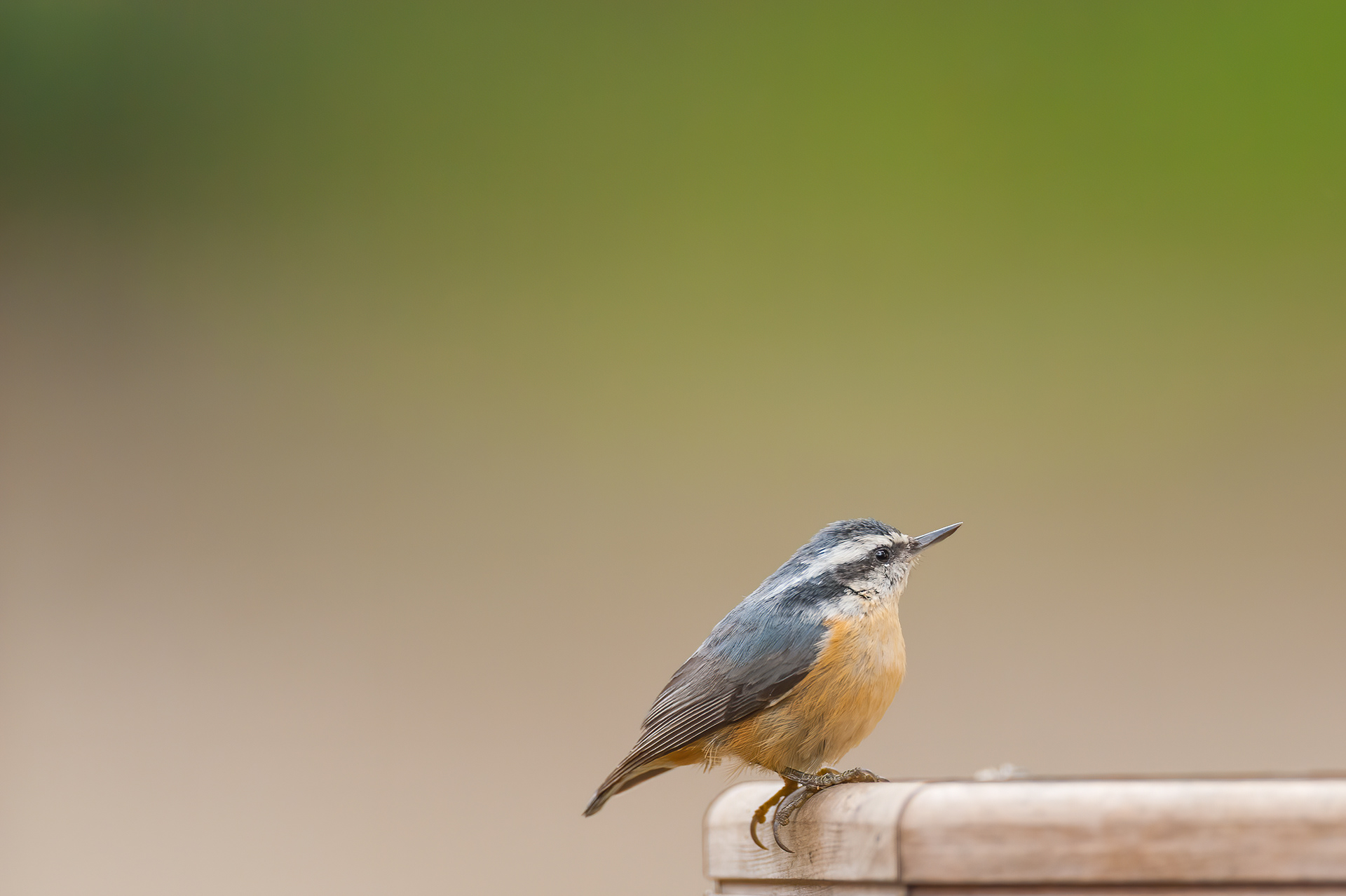 Red-breasted Nuthatch (Sitta canadensis)
