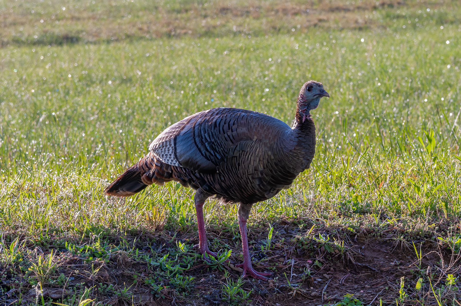 Wild Turkey (Meleagris gallopavo)