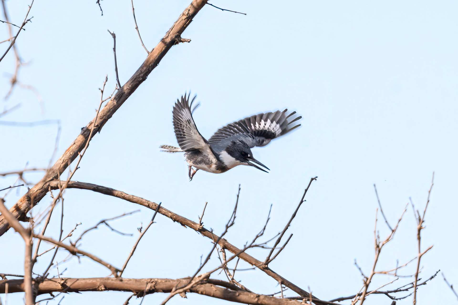 Belted Kingfishwe (Megaceryle alcyon)