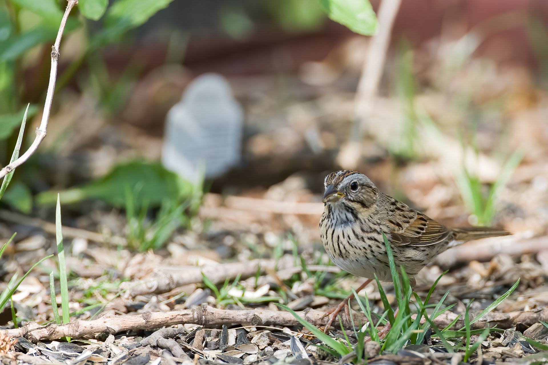 Lincoln's Sparrow (Melospiza lincolnii)