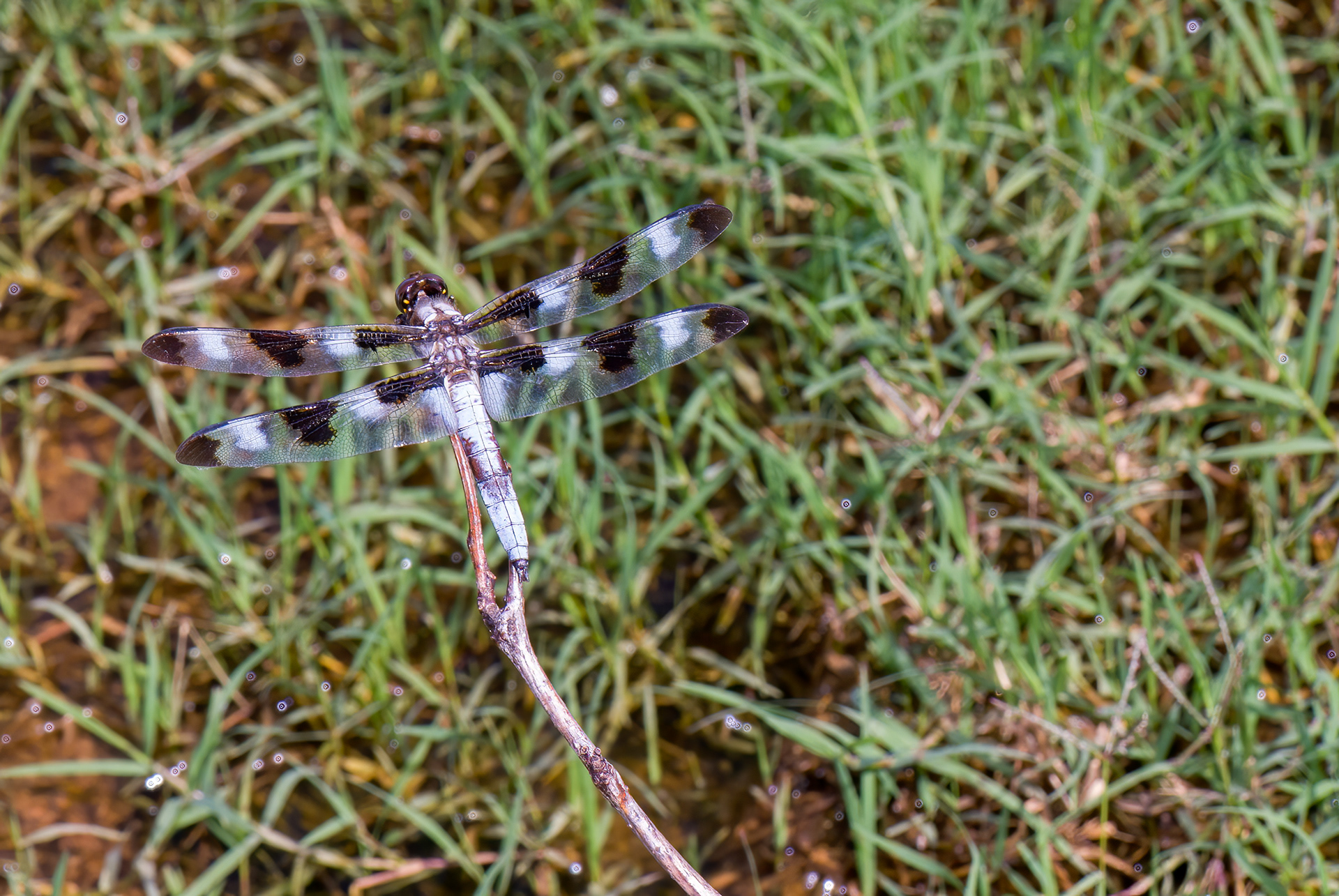 Twelve-spotted Skimmer (Libellula pulchella)