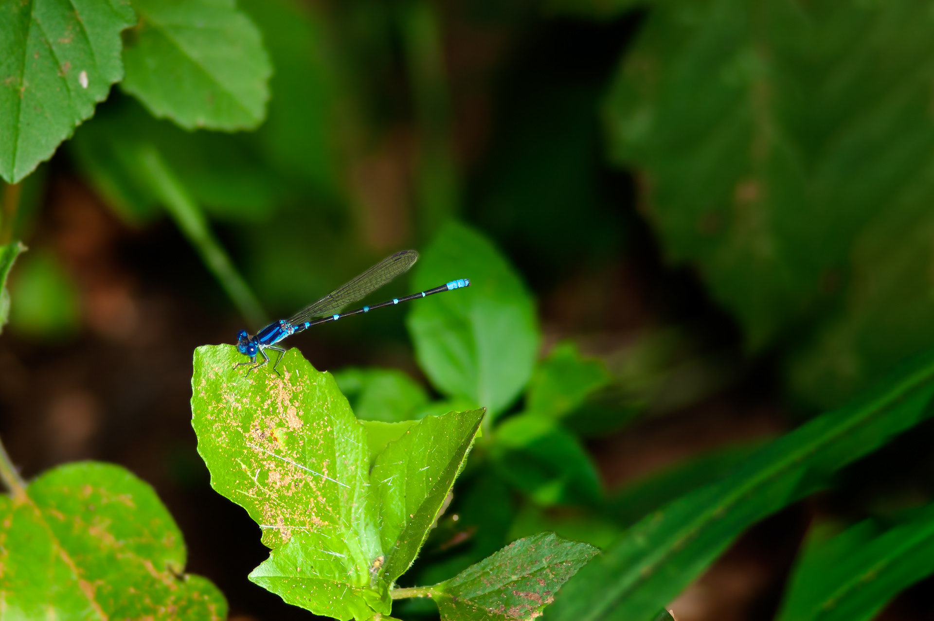 Blue-tipped Dancer (Argia tibialis)