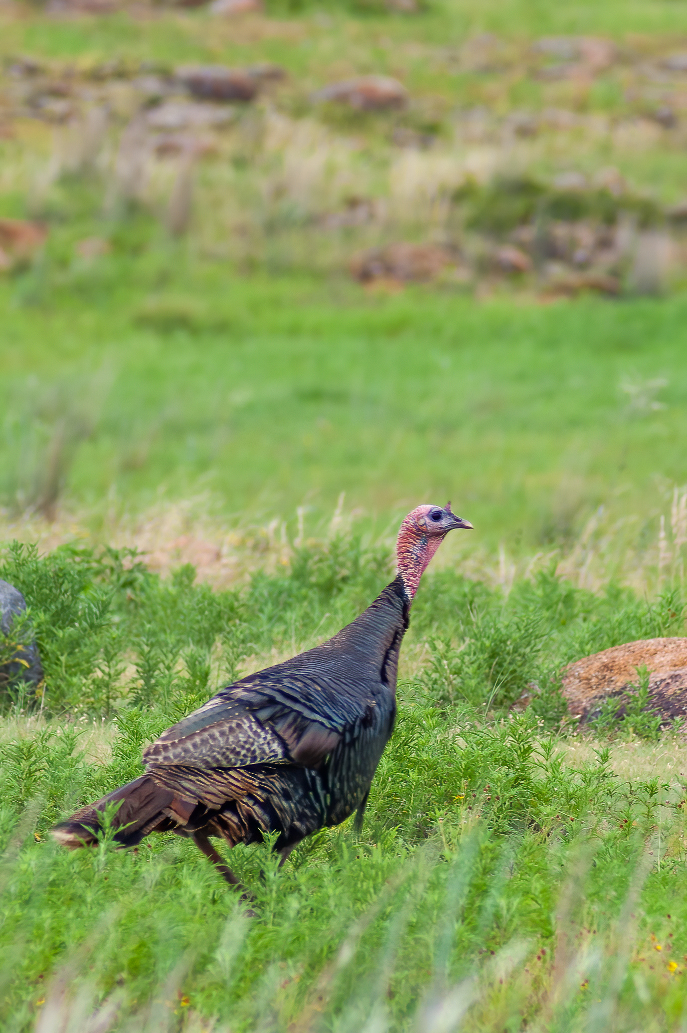 Wild Turkey (Meleagris gallopavo)