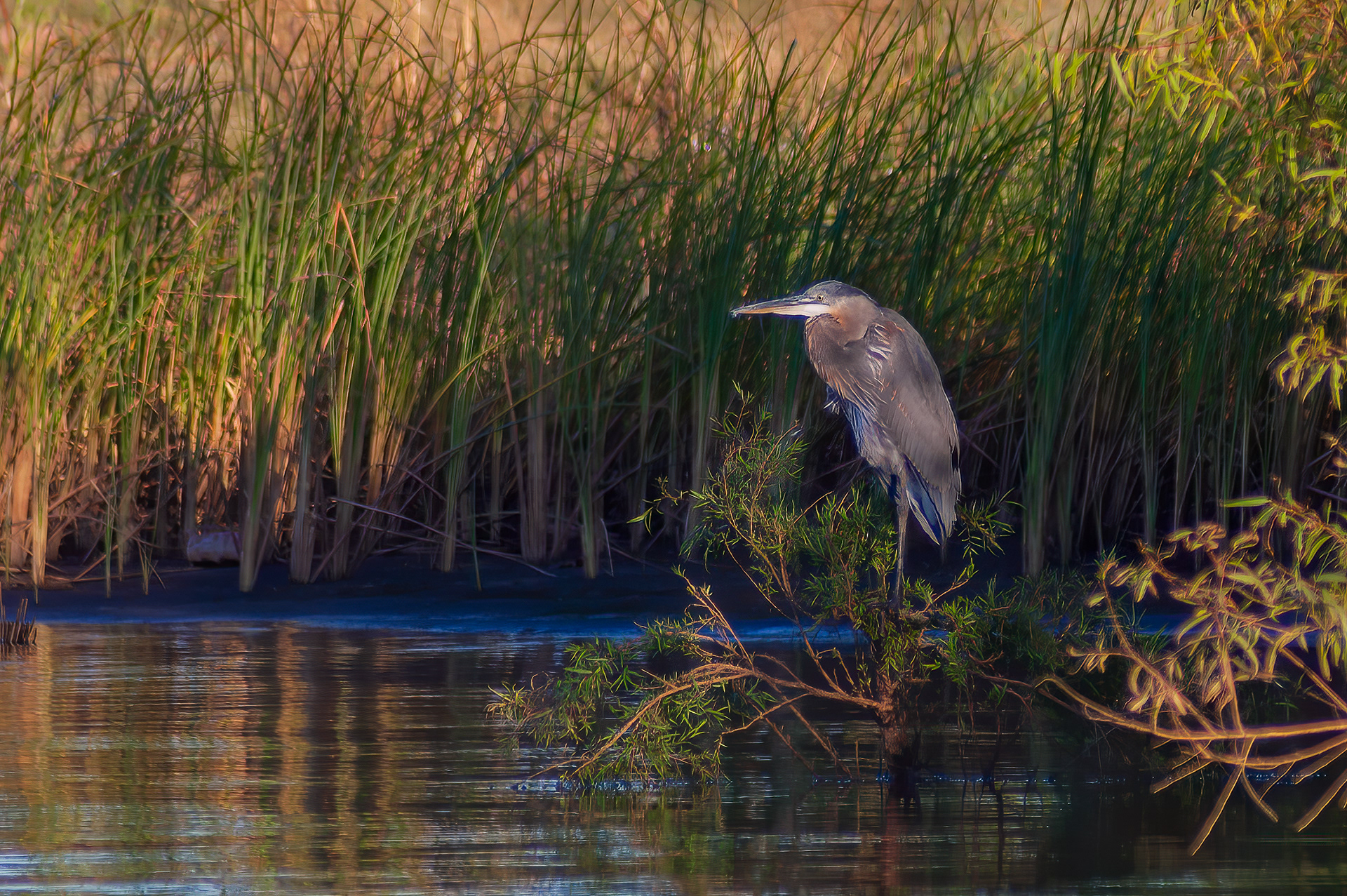 Great Blue Heron (Ardea herodias)
