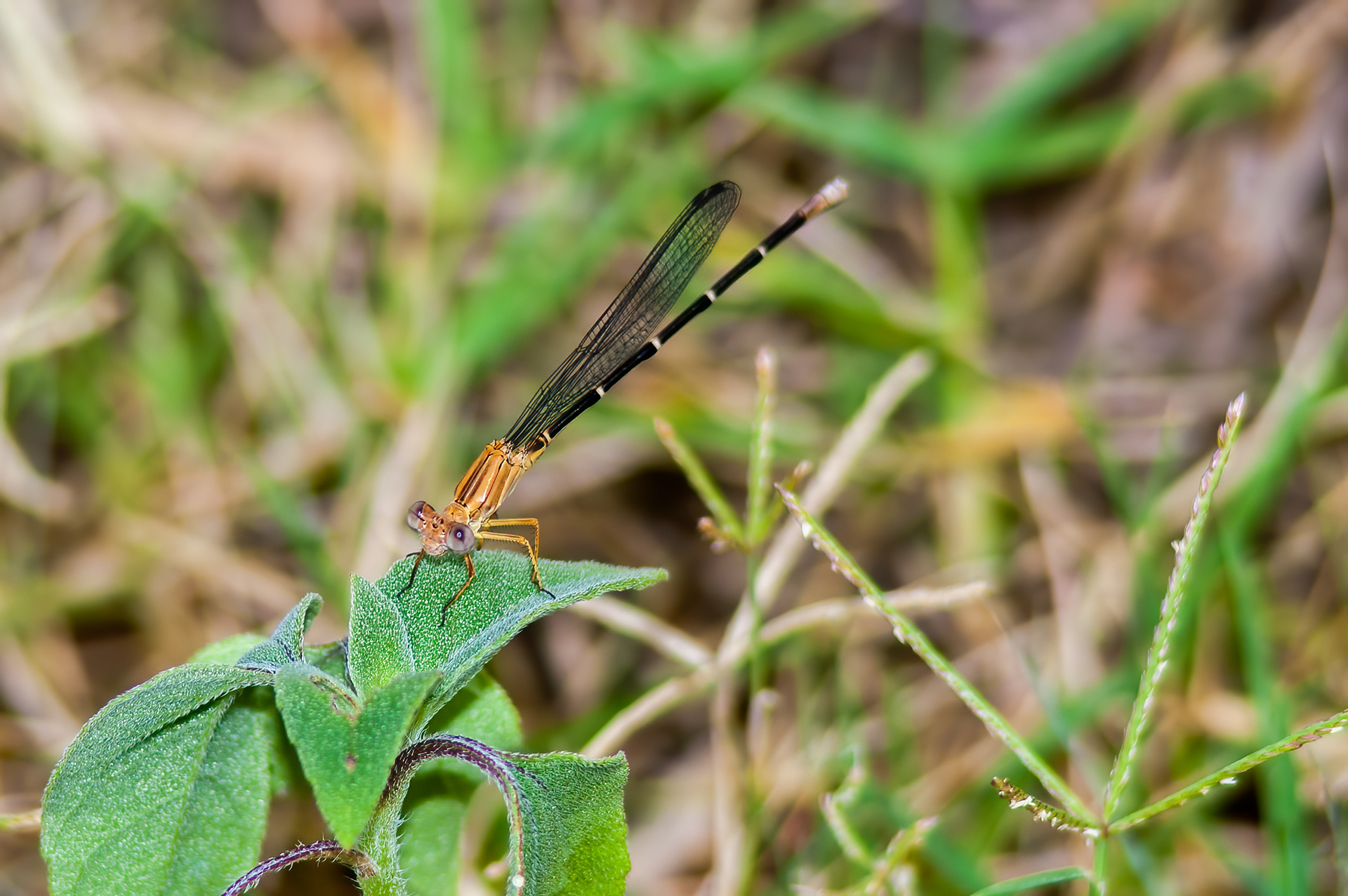 Powdered Dancer - Female (Argia moesta)