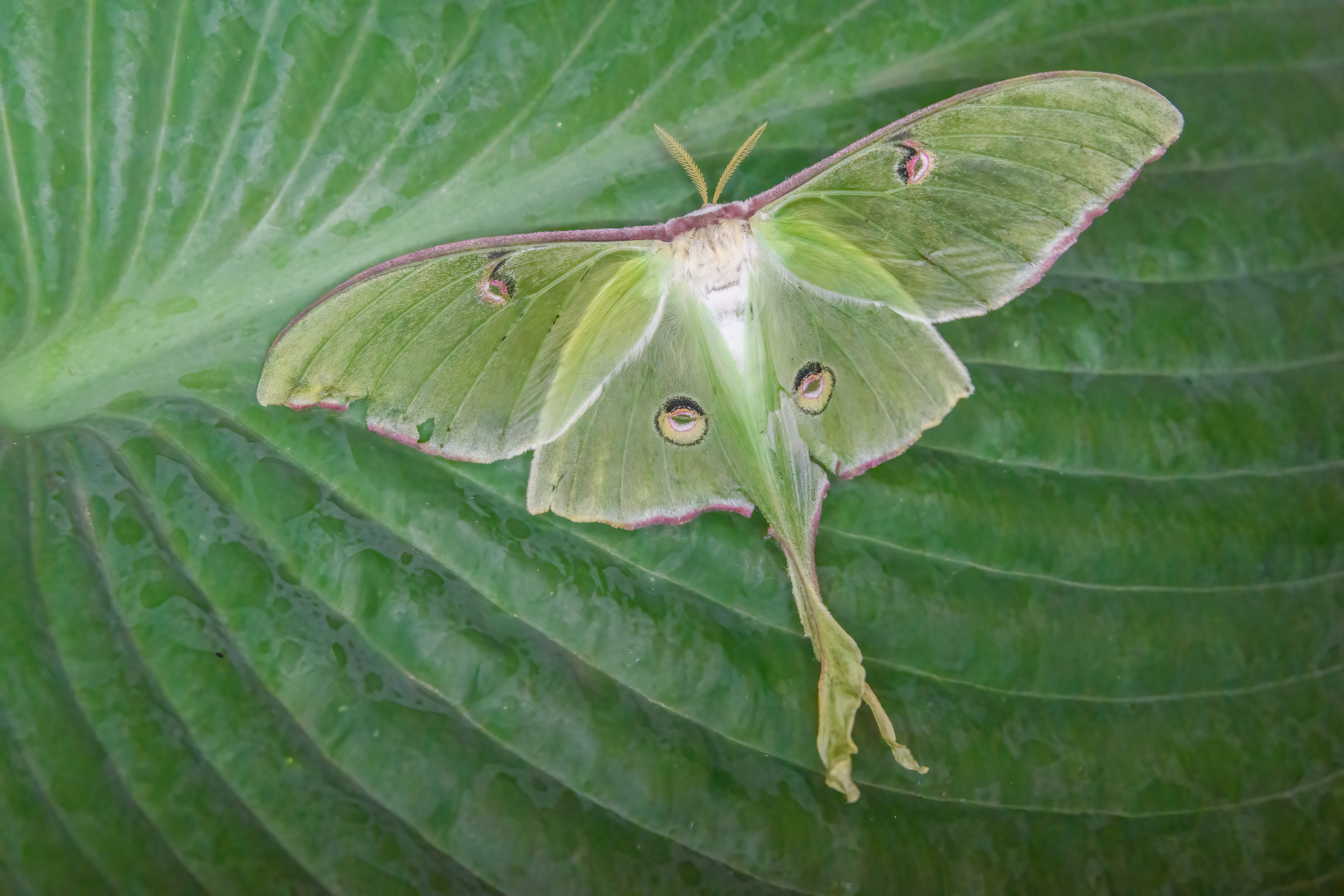 Get Rid of Moths with Natural Alternatives to Mothballs - Green Oklahoma