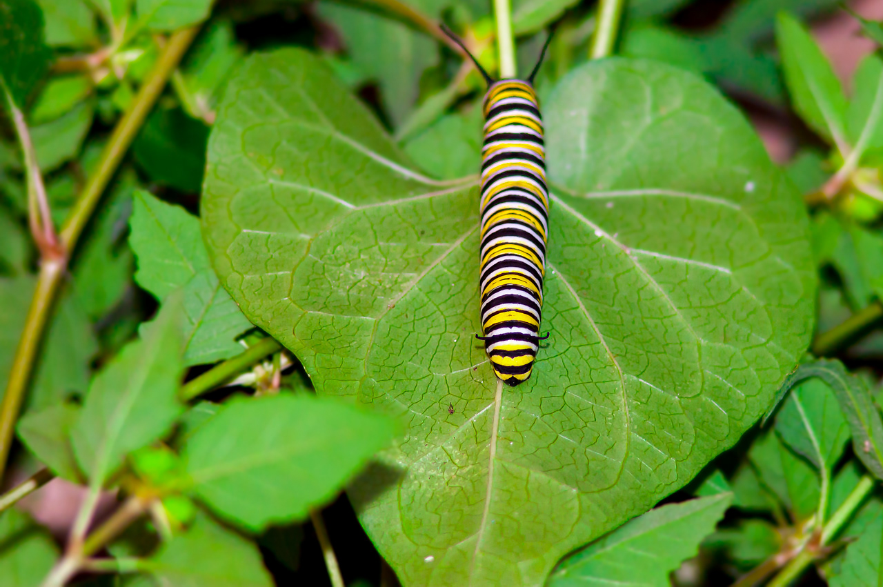 Monarch Butterfly Caterpillar