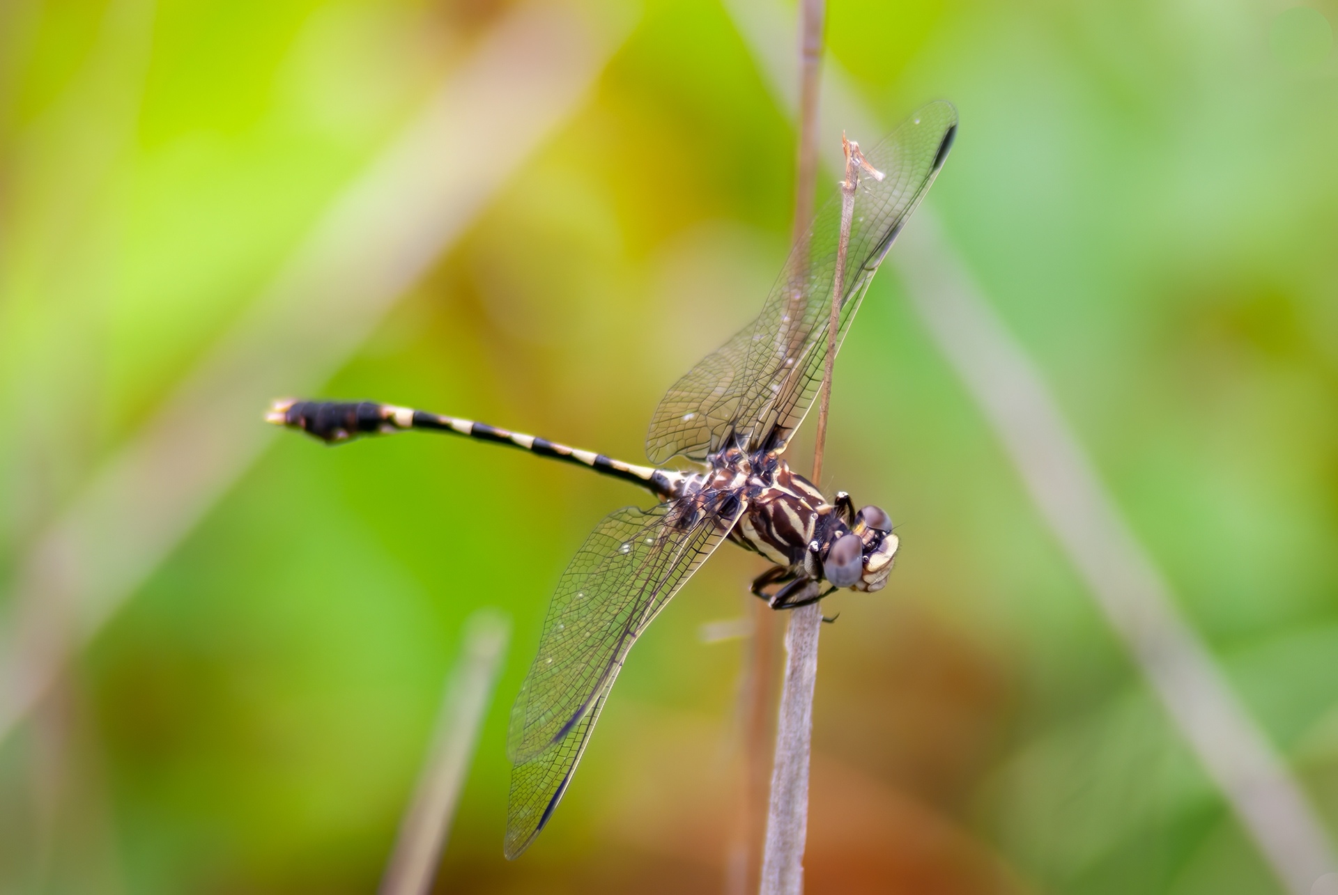 Common Sanddragon (Progomphus obscurus)