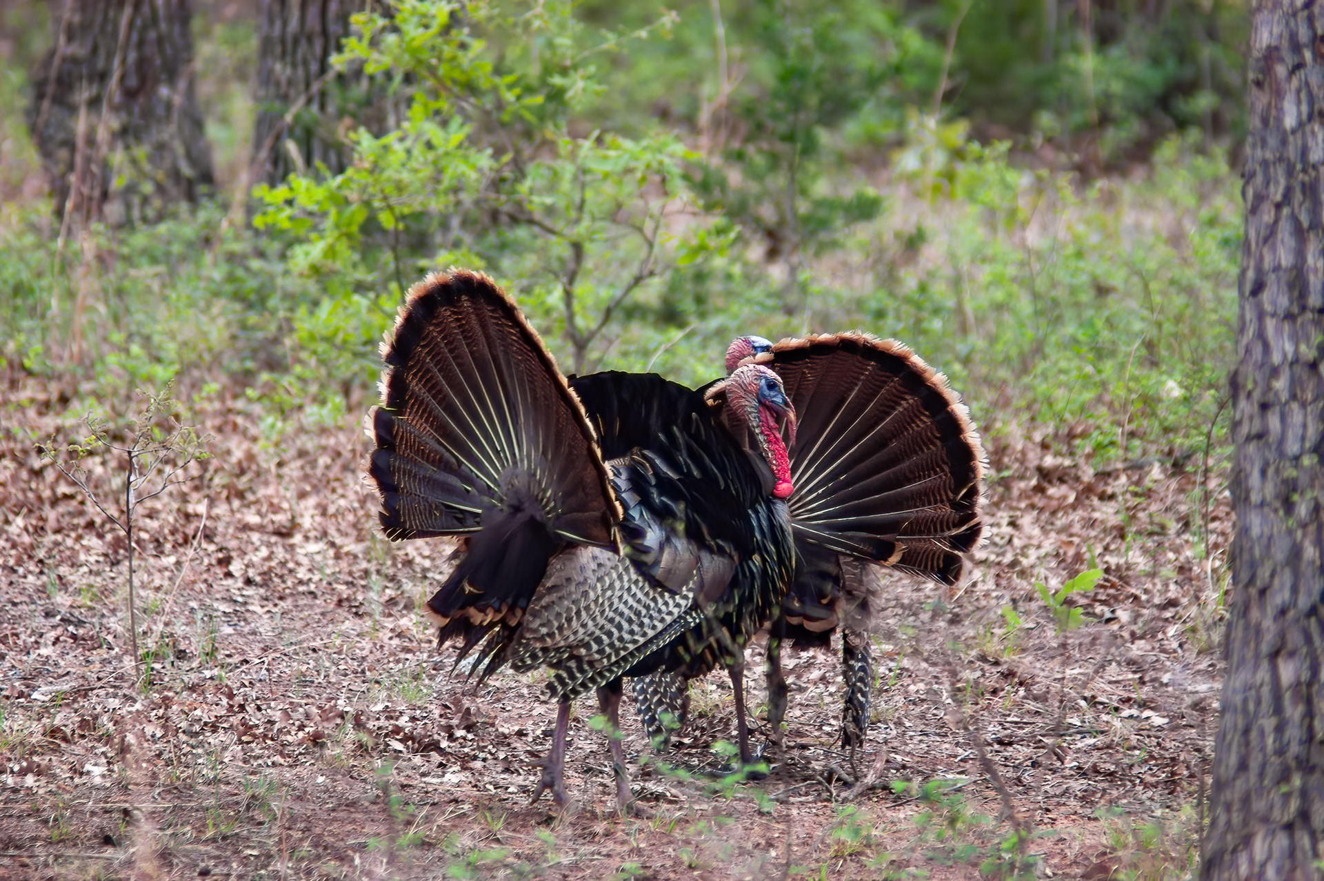 Wild Turkey (Meleagris gallopavo)