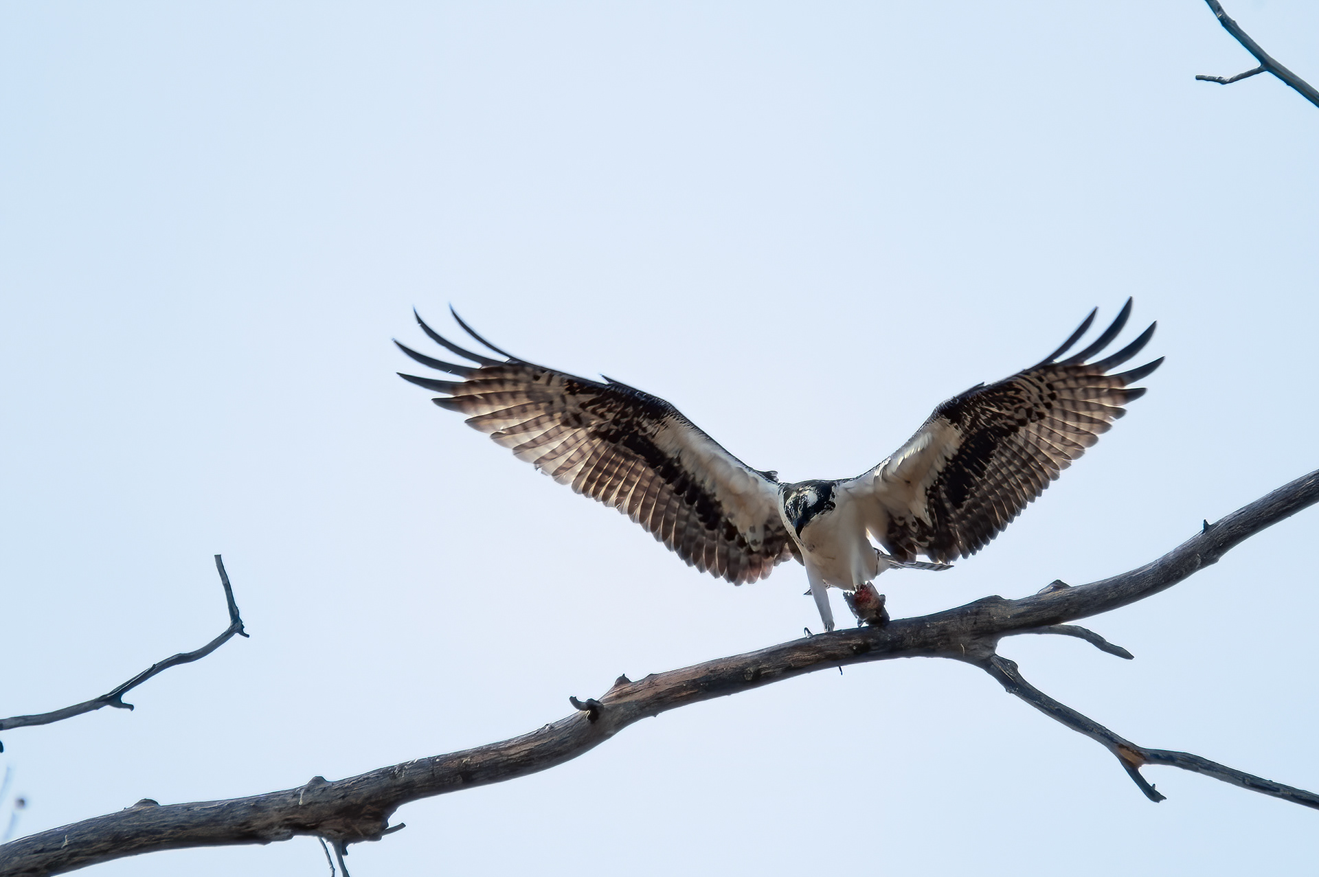 Osprey (Pandion haliaetus)