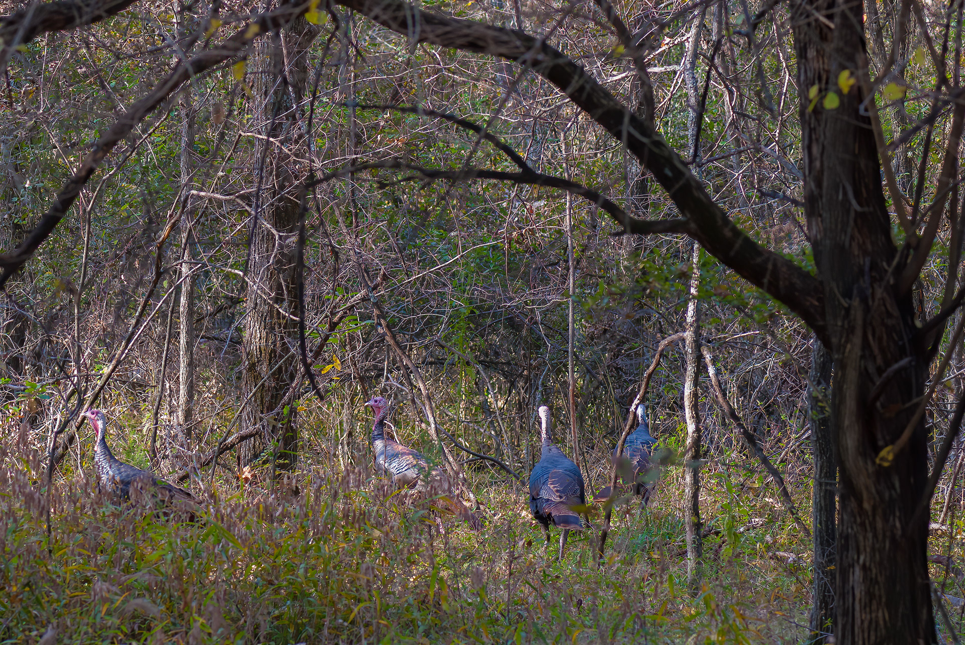 Wild Turkey (Meleagris gallopavo)