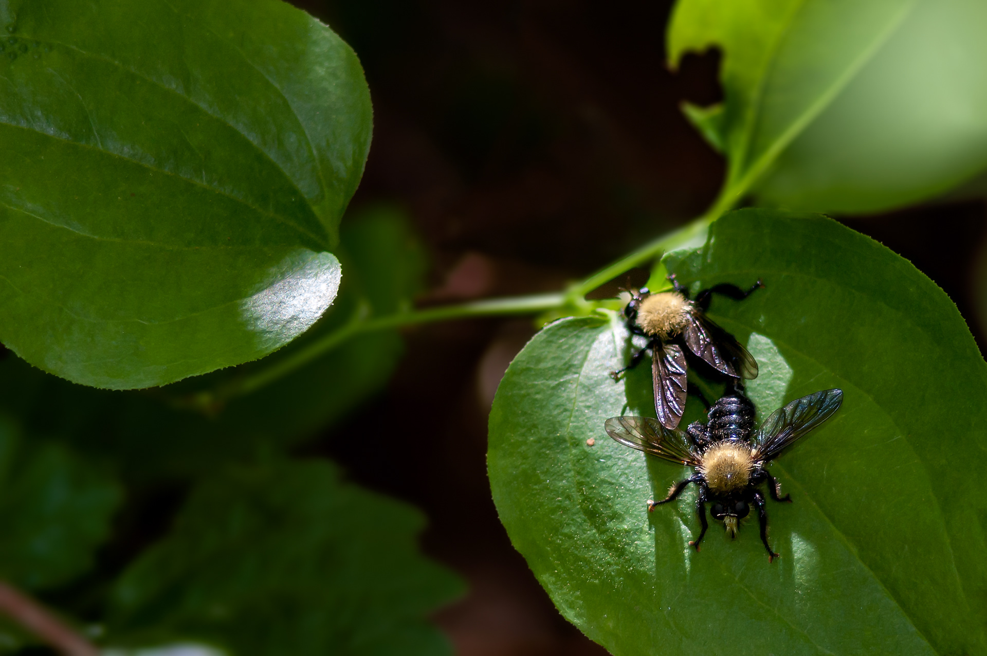 Robber Flies Mating (Laphria thoracica)