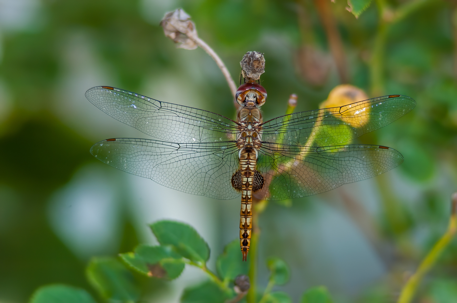 Spot-winged Glider (Pantala hymenaea)