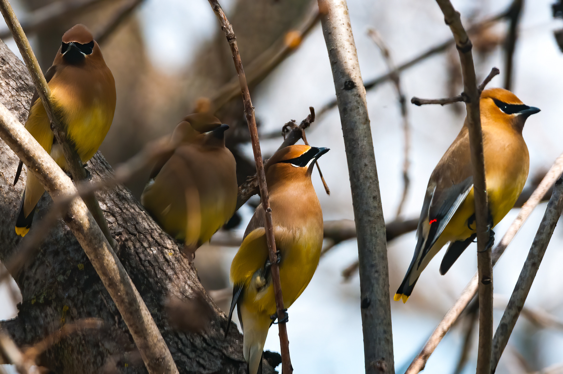 Cedar Waxwings (Bombycilla cedrorum)