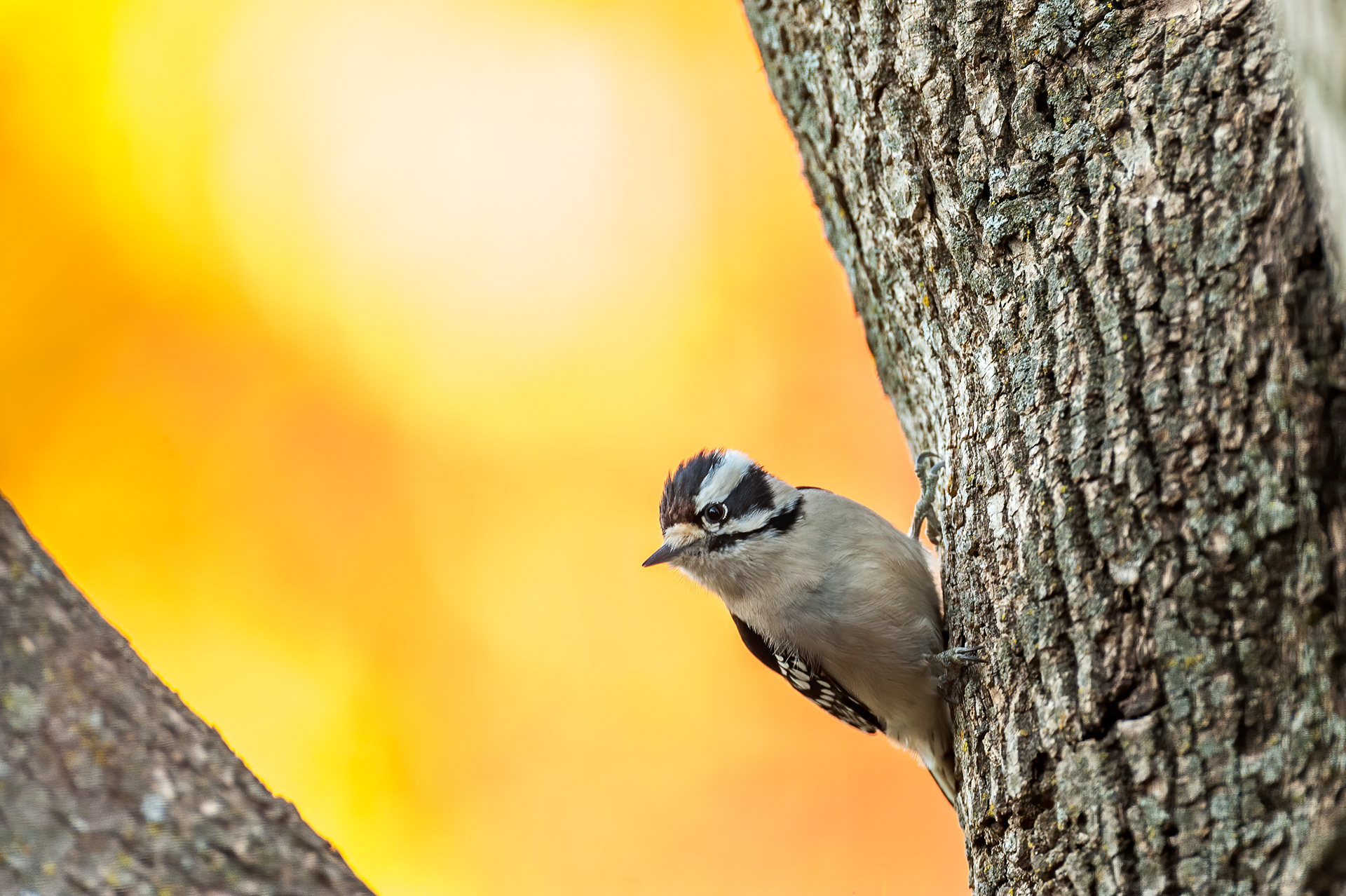 Downy Woodpecker - Male