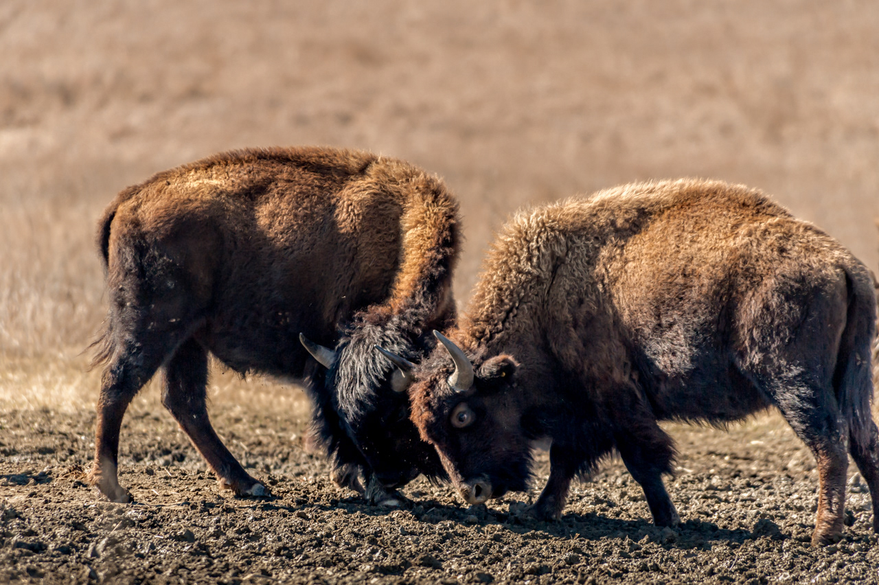 Young American Bison butting heads
