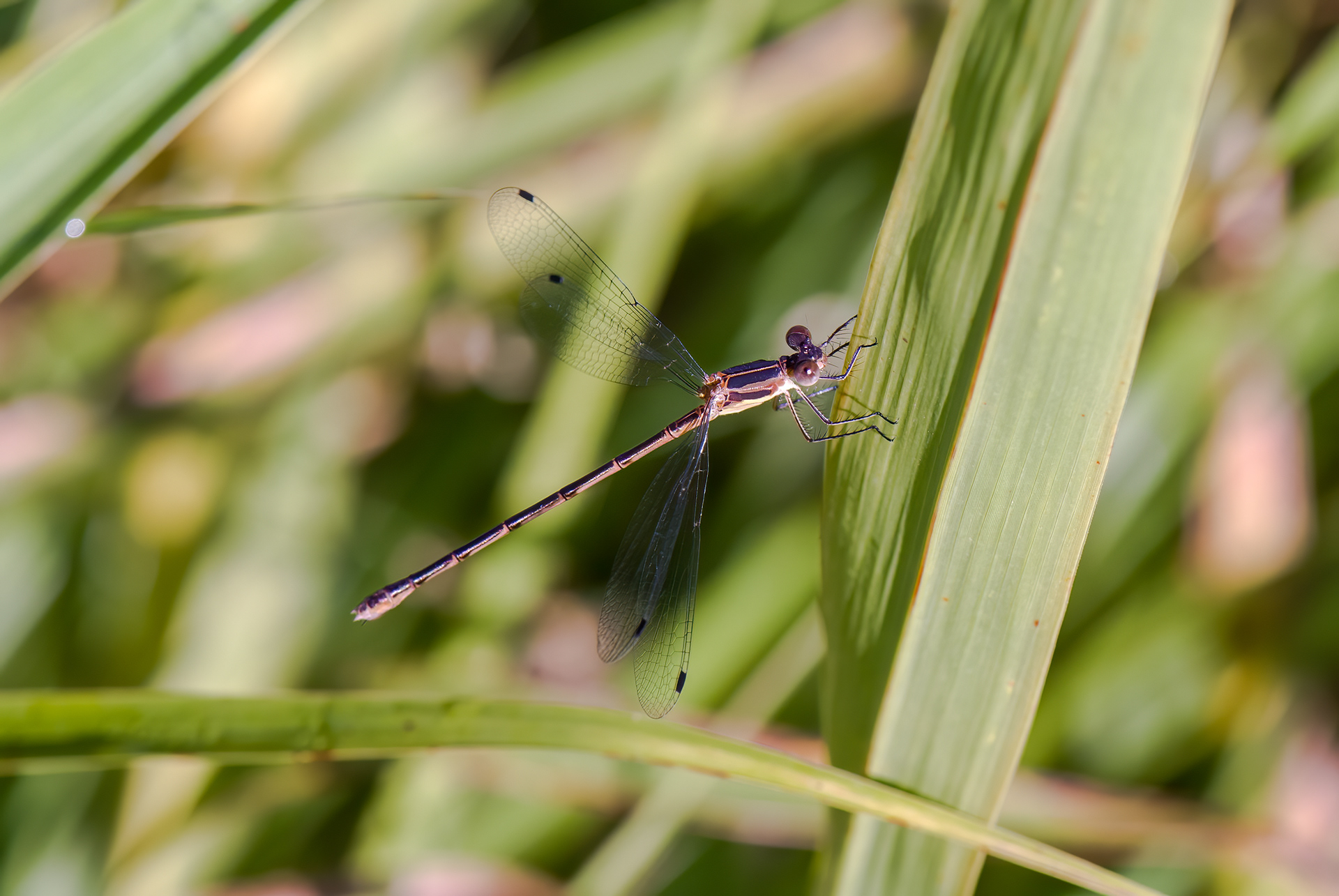 Southern Sprearwing (Lestes australis)