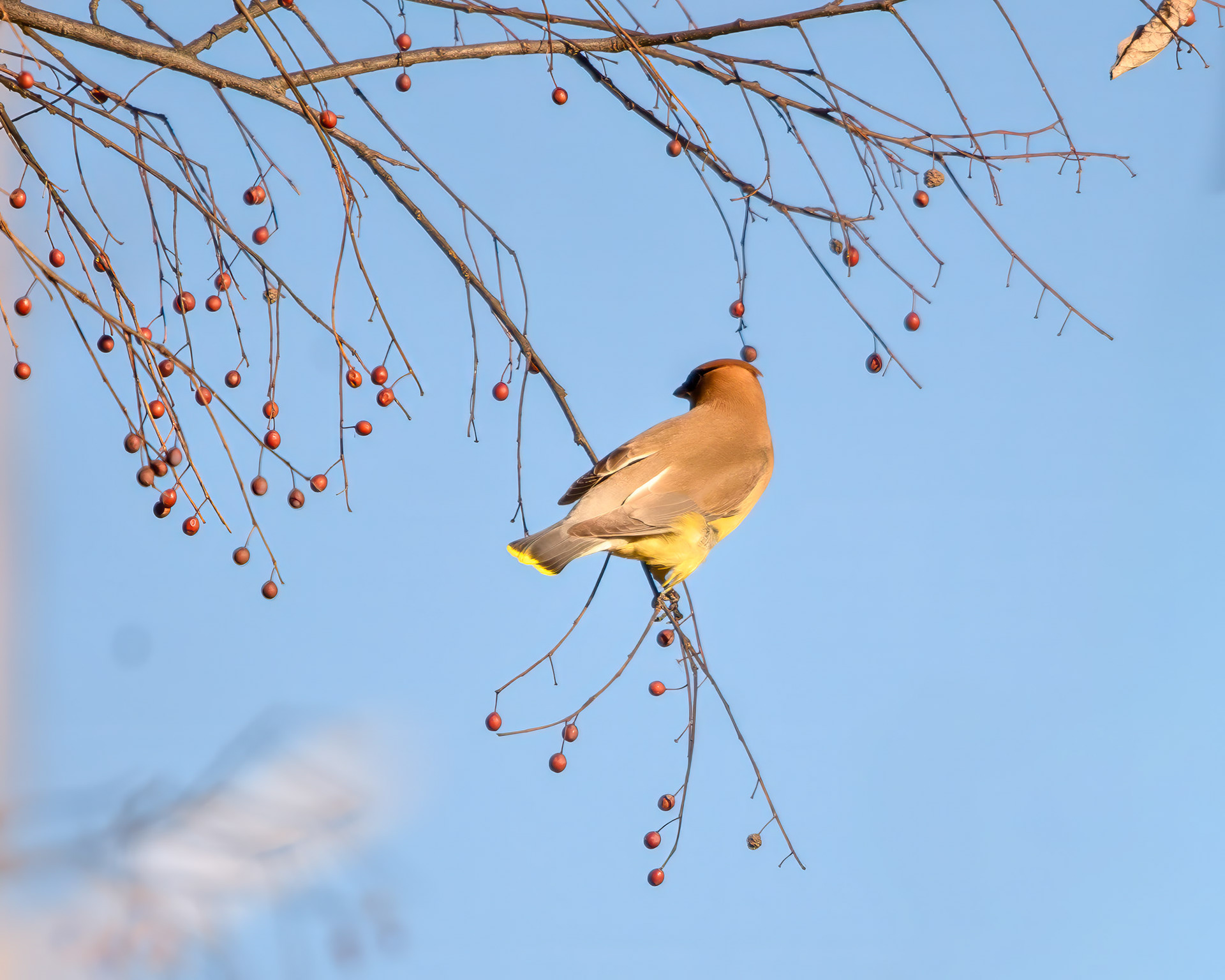 Cedar Waxwing (Bombycilla cedrorum)