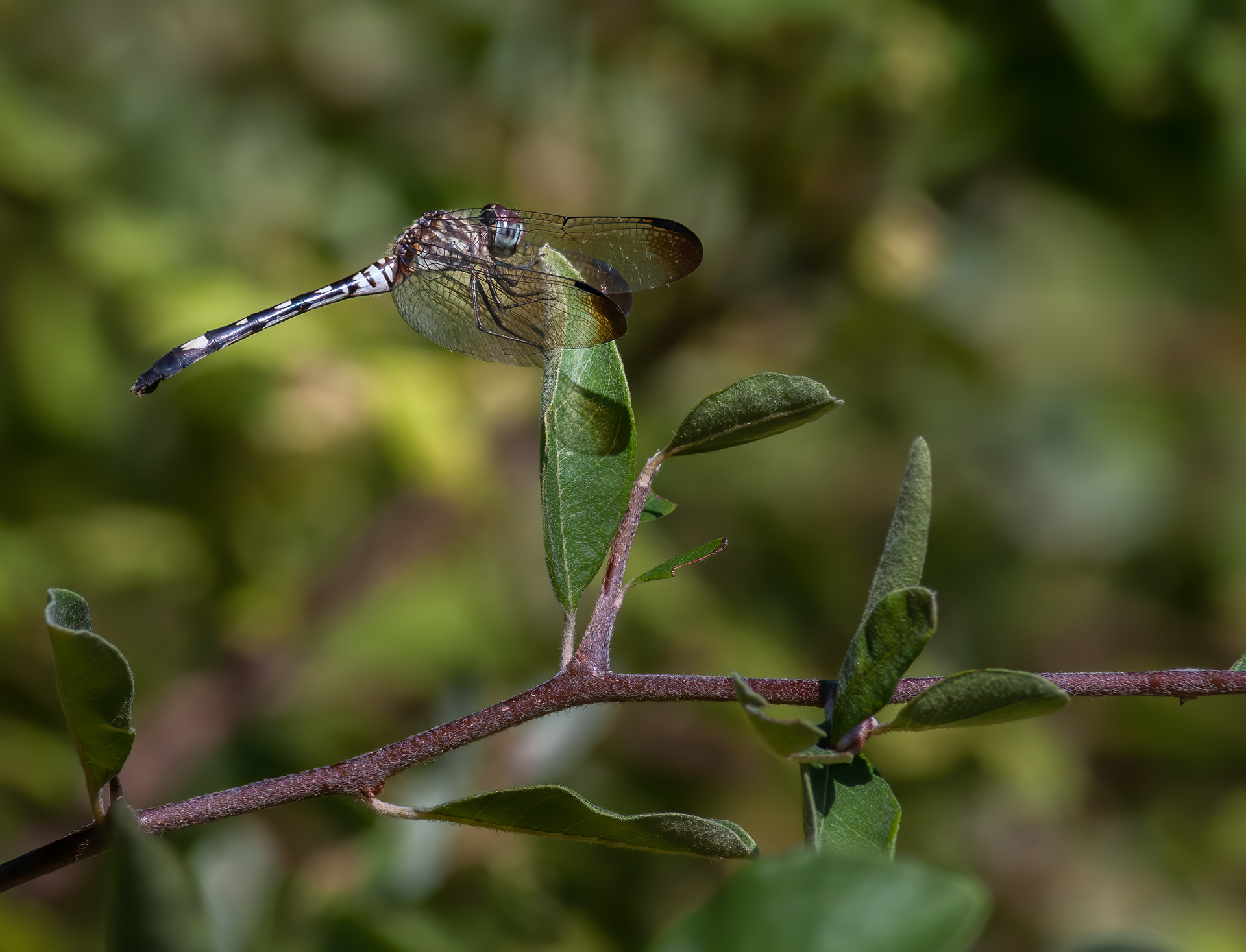Checkered Setwing (Dythemis fugax)