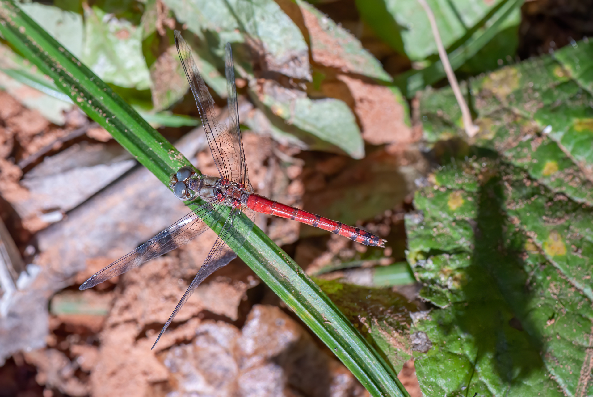 Blue-faced Meadowhawk (ympetrum ambiguum,) ODC Record #263281