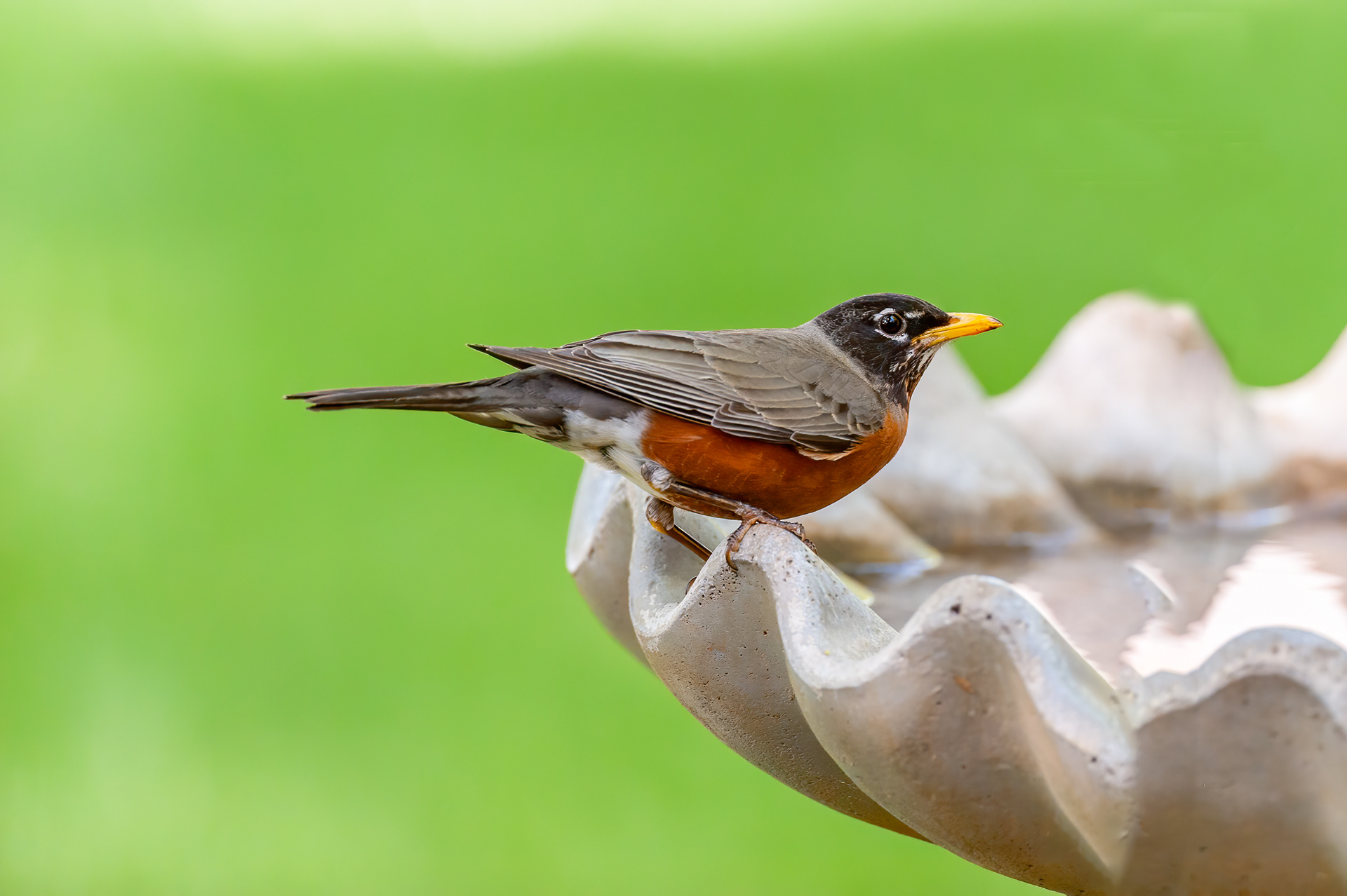 American Robin - Male