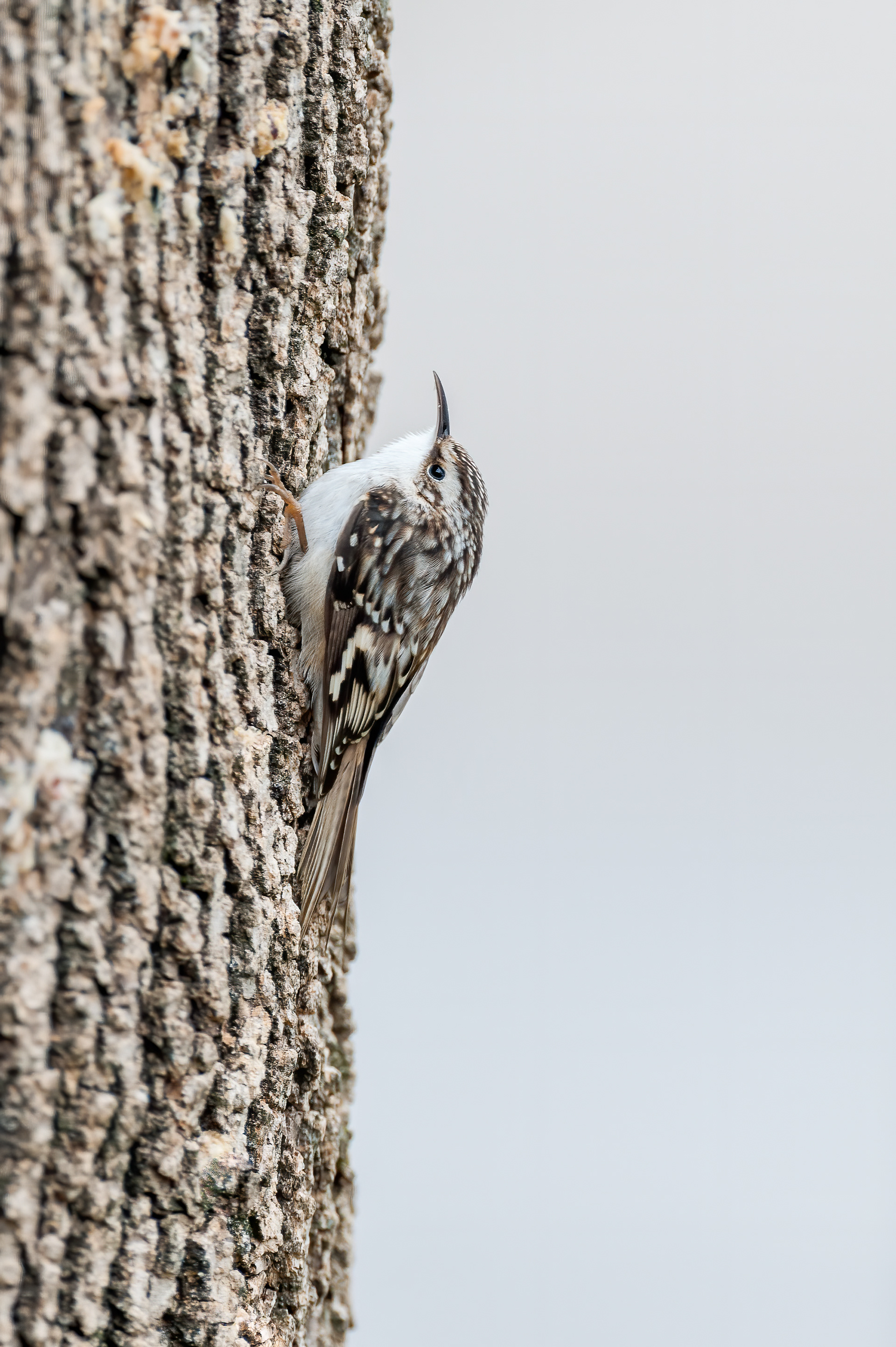 Brown Creeper (Certhia americana)