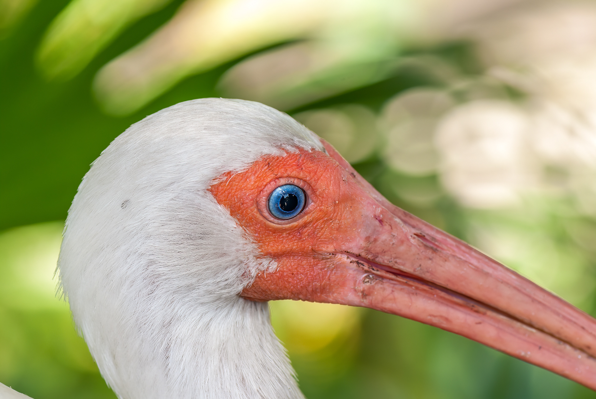 American White Ibis (Eudocimus albus)