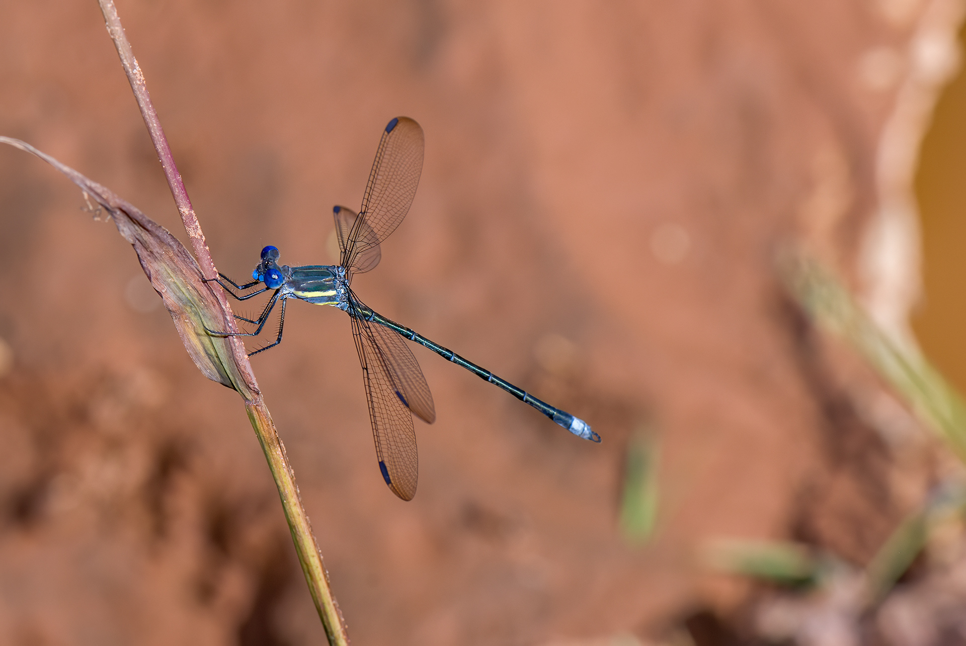Great Spreadwing  (Archilestes grandis) OC#263280) ODC Recoed 263280