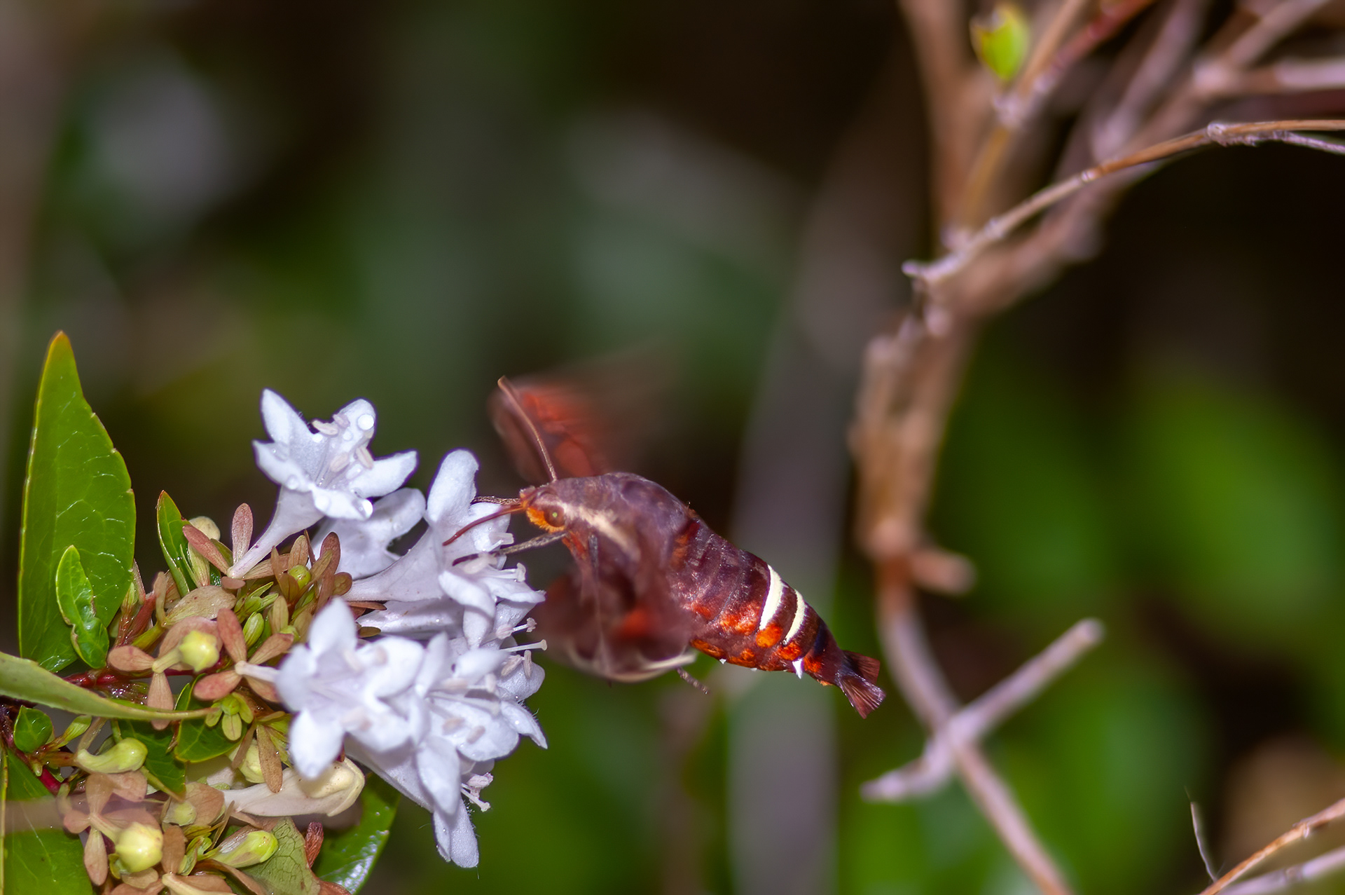 Nessus Sphinx Moth (Amphion floridensis)