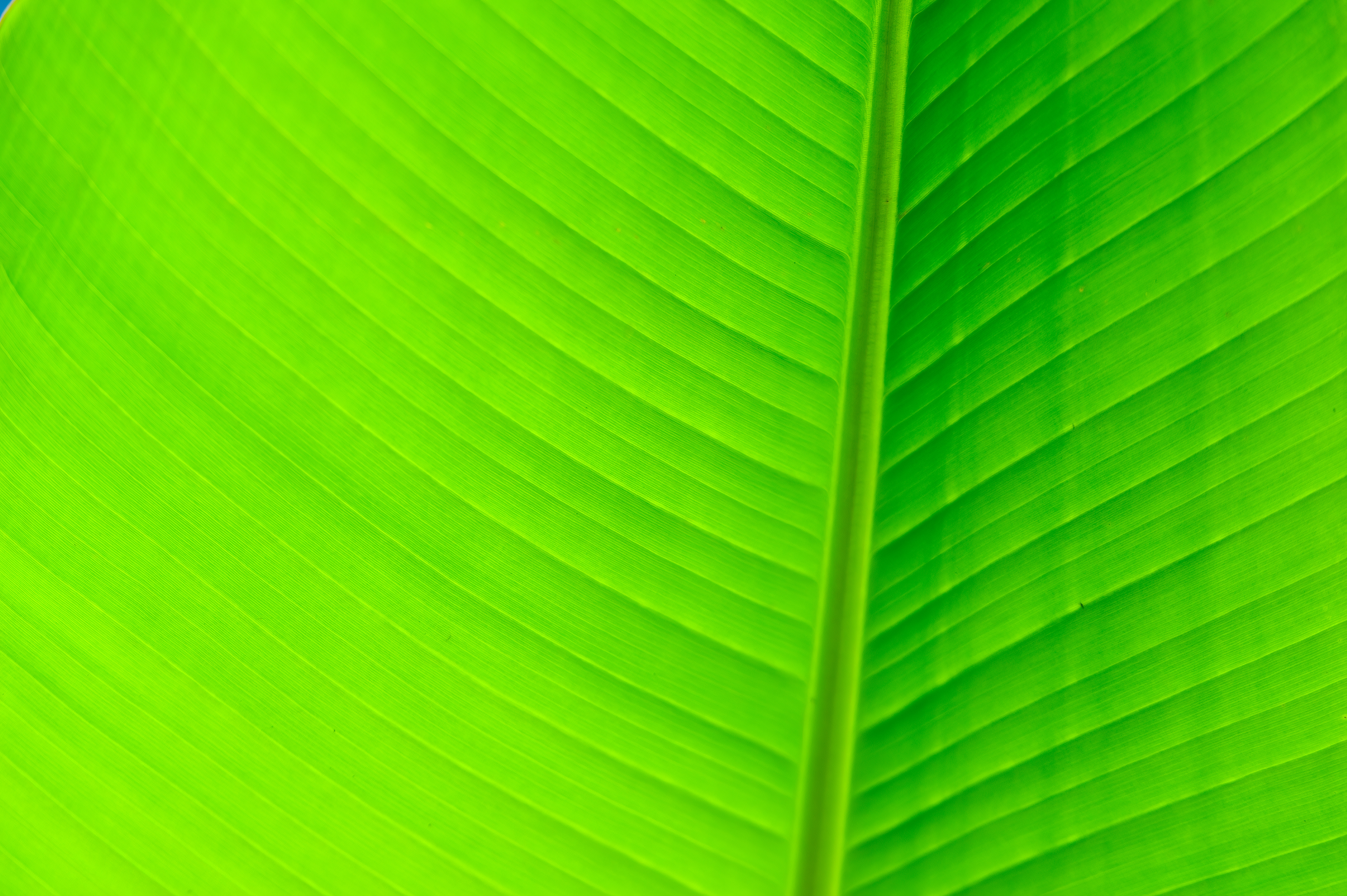 Banana Leaf