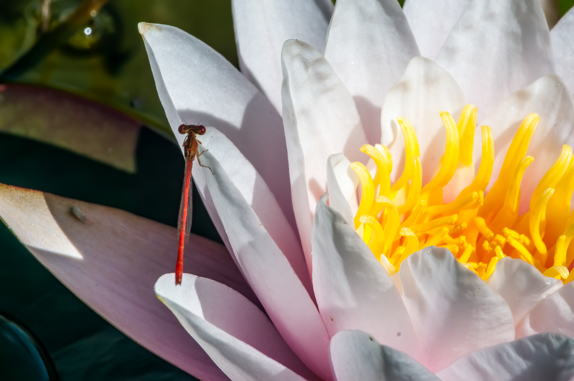 Desert Firetail (Telebasis salva)