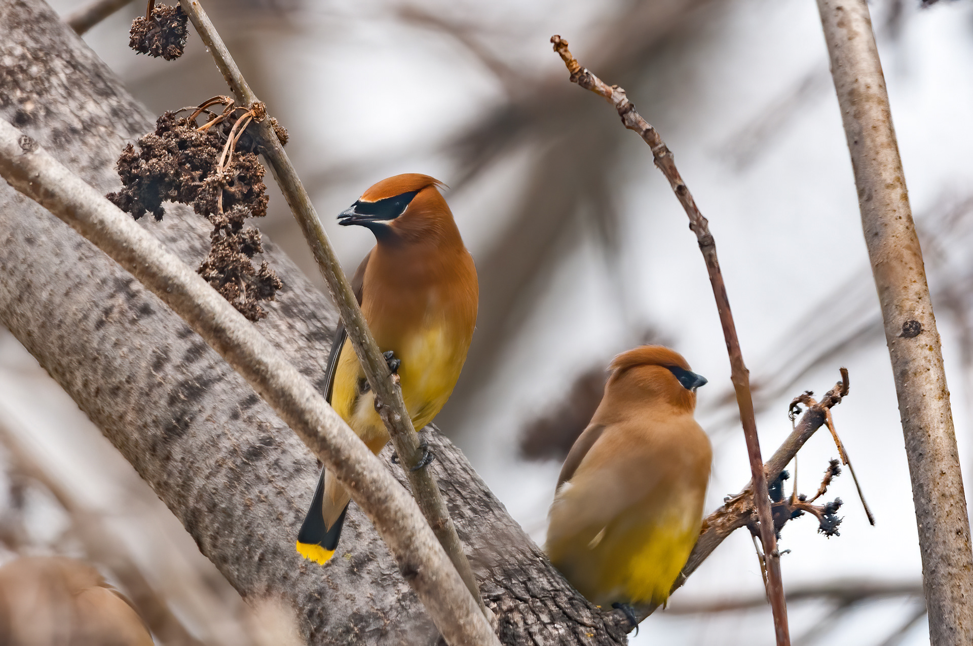 Cedar Waxwings (Bombycilla cedrorum)