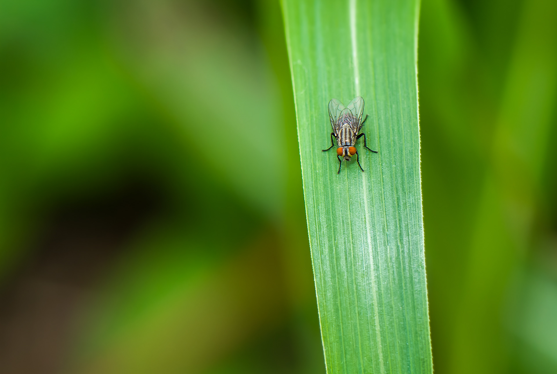 Flesh Fly (Sarcophagida)