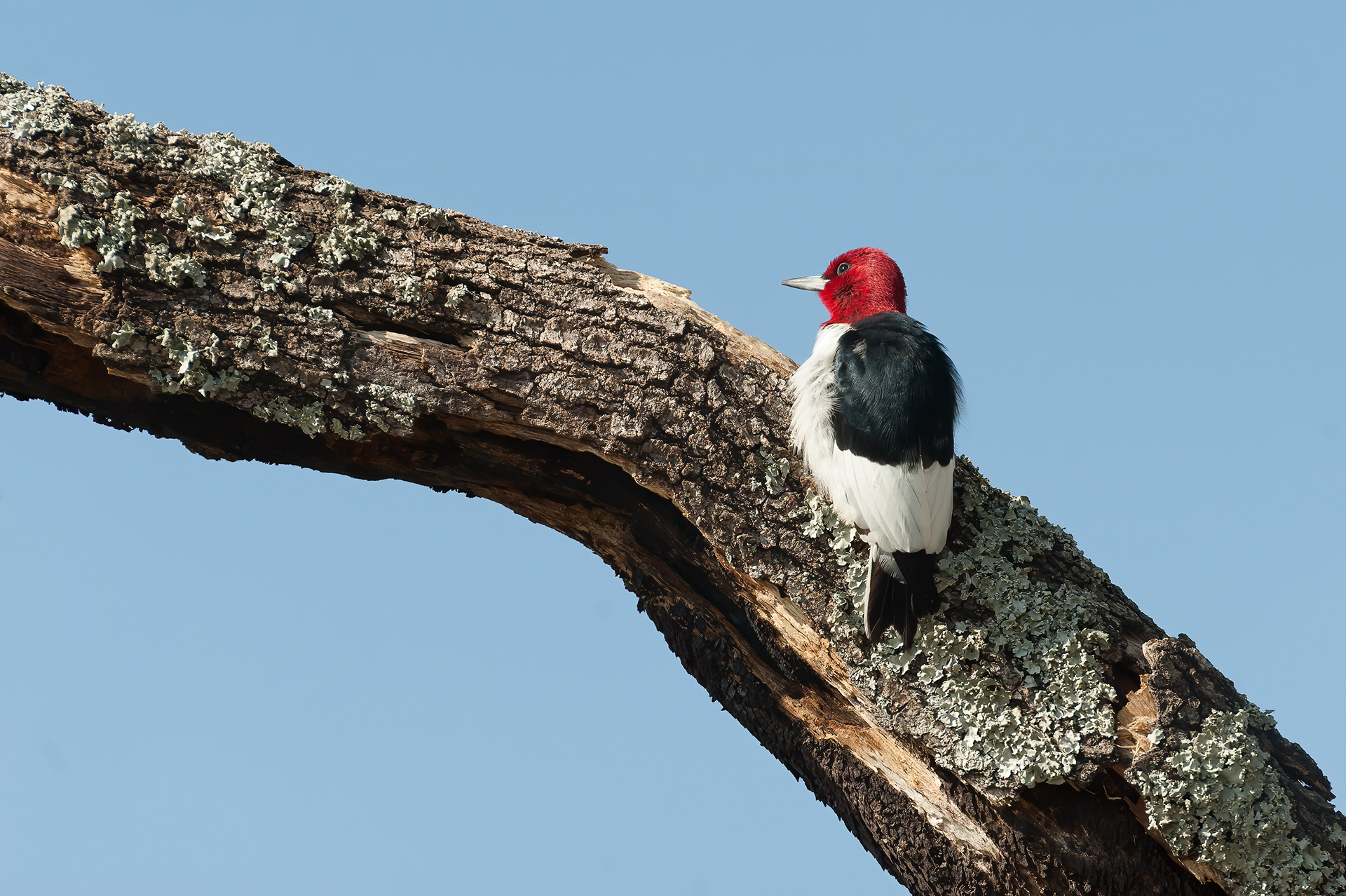 Red-headed Woodpecker