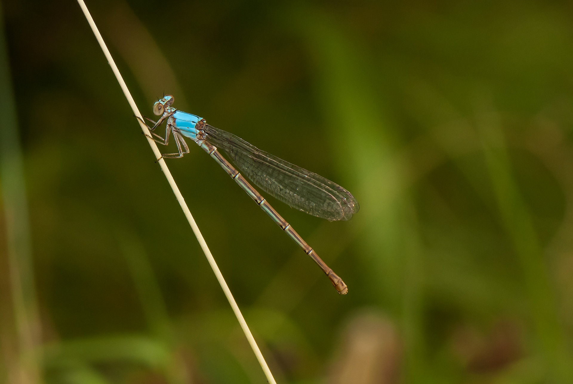 Blue-fronted Dancer (Argia apicalis)