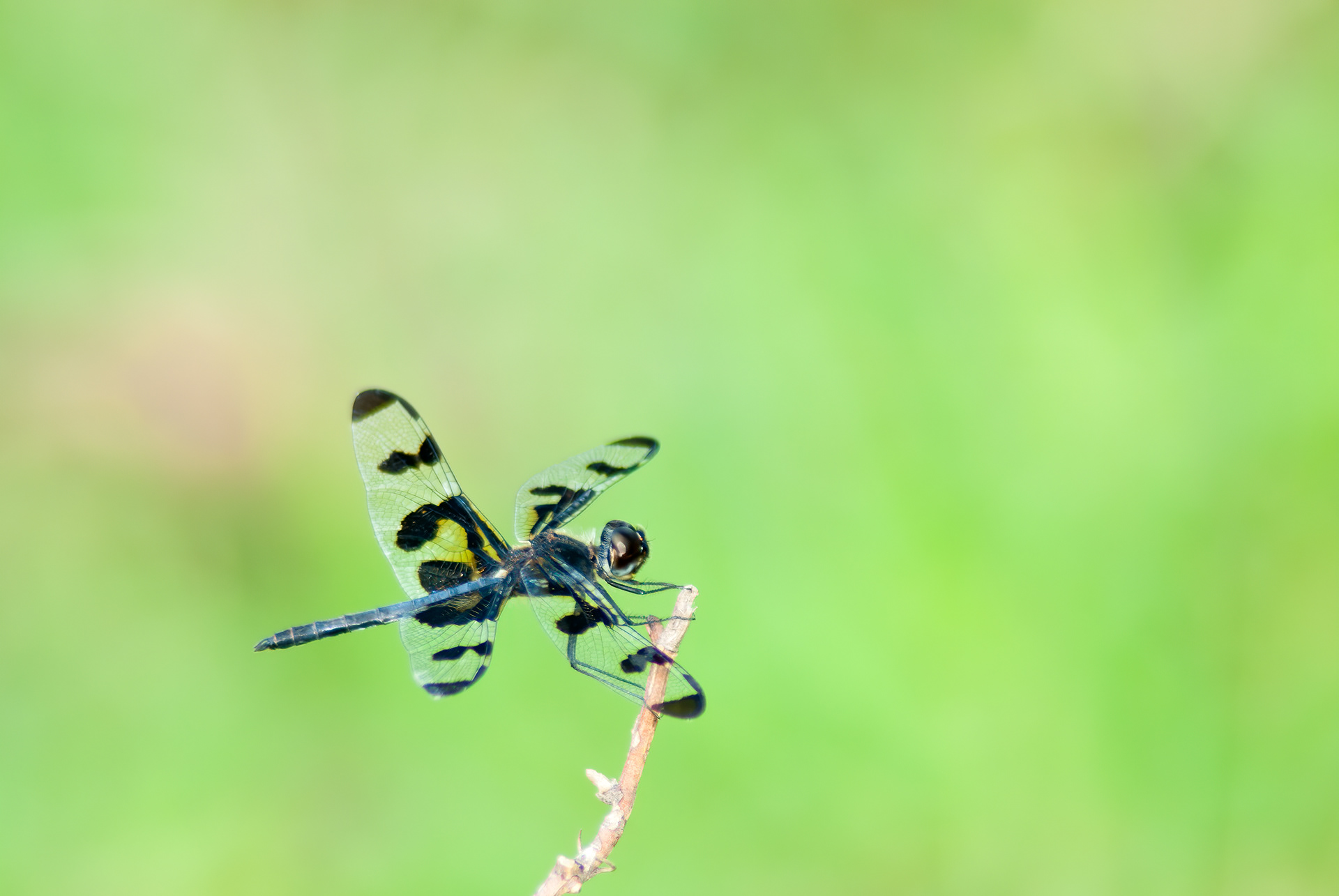 Banded Pennant (elithemis fasciata )