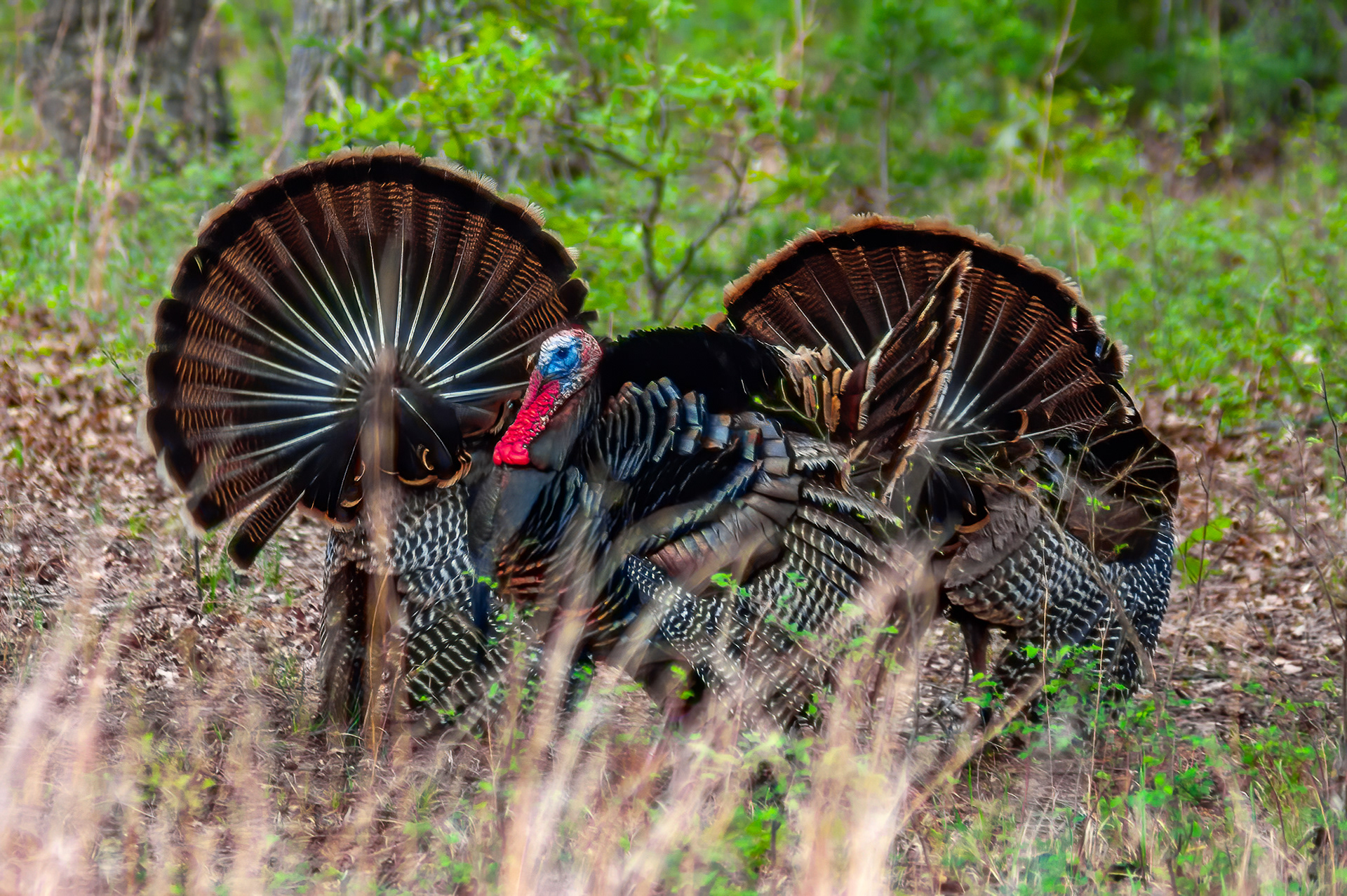 Wild Turkey (Meleagris gallopavo)