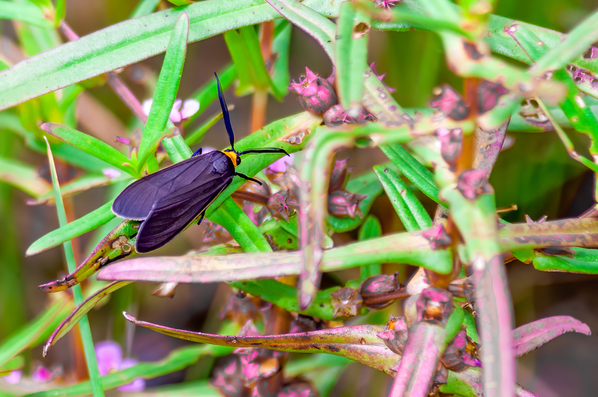 Yellow-Collared Scapes Moth (Cisseps fulvicollis)