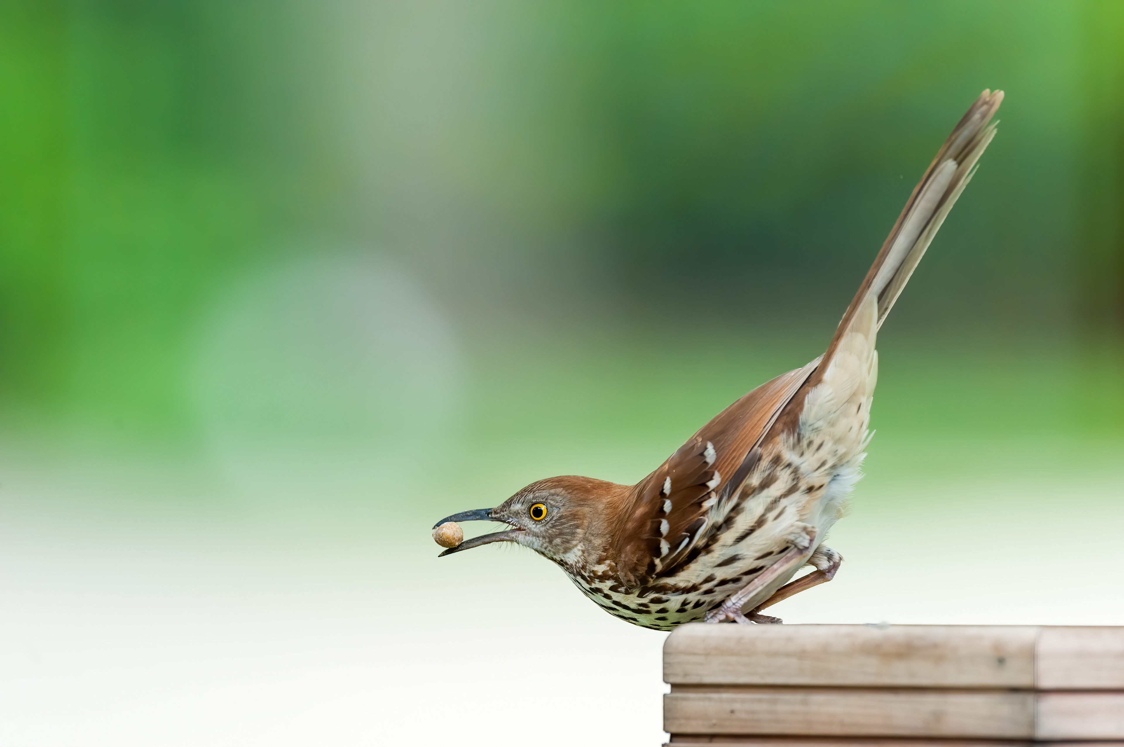 Brown Thrasher