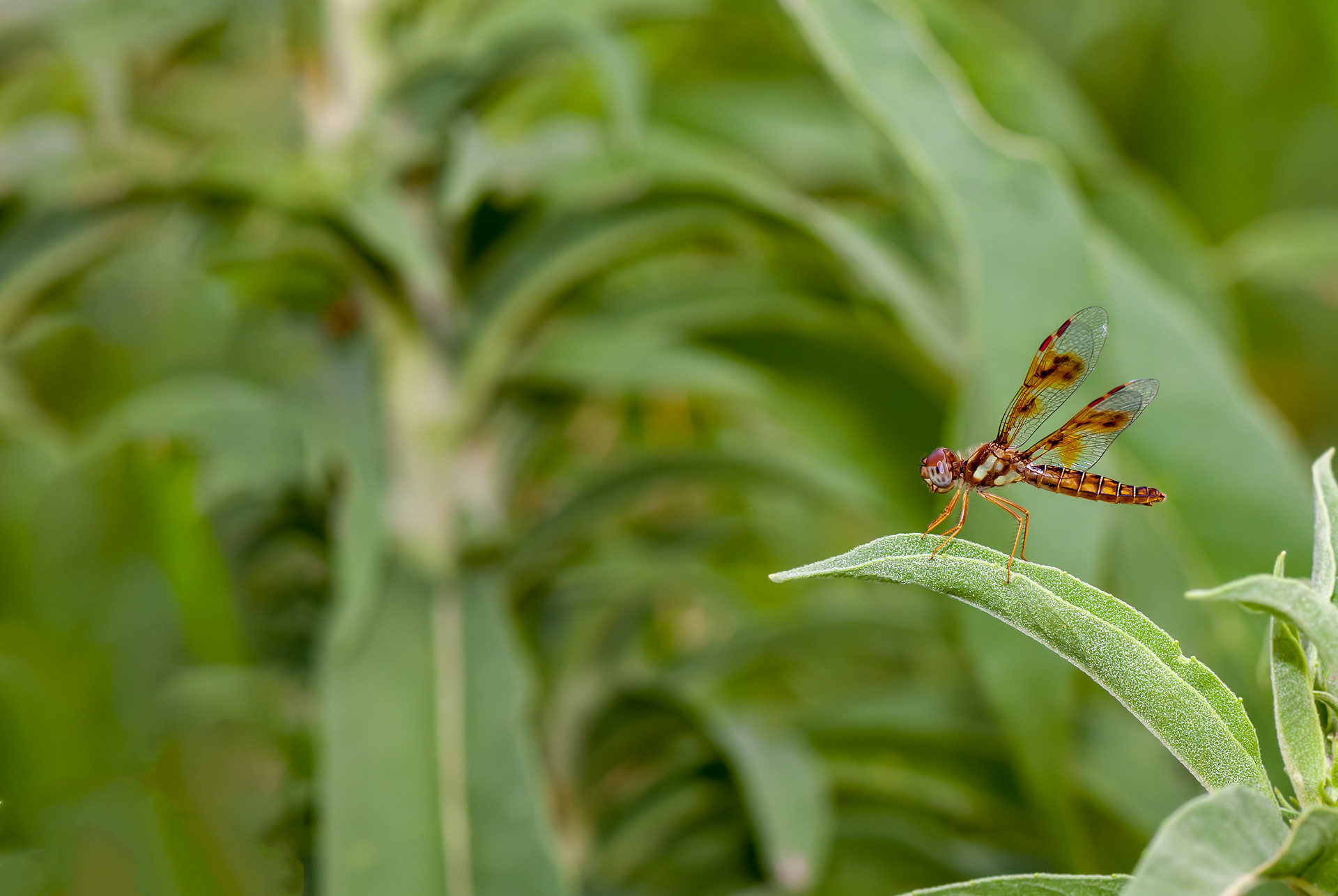 Eastern Amberwing (Perithemis tenera)