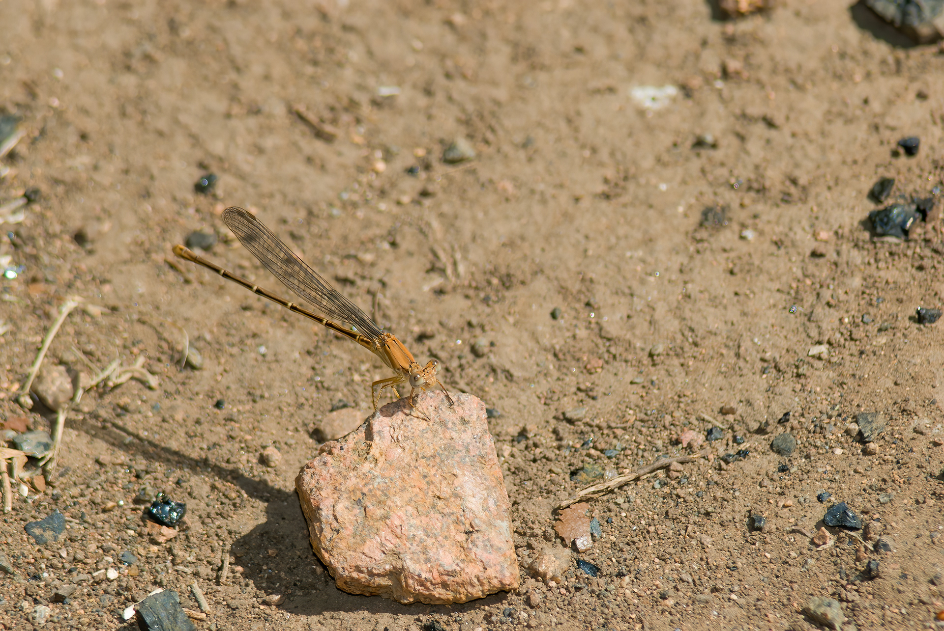Blue-fronted Dancer (Argia apicalis)