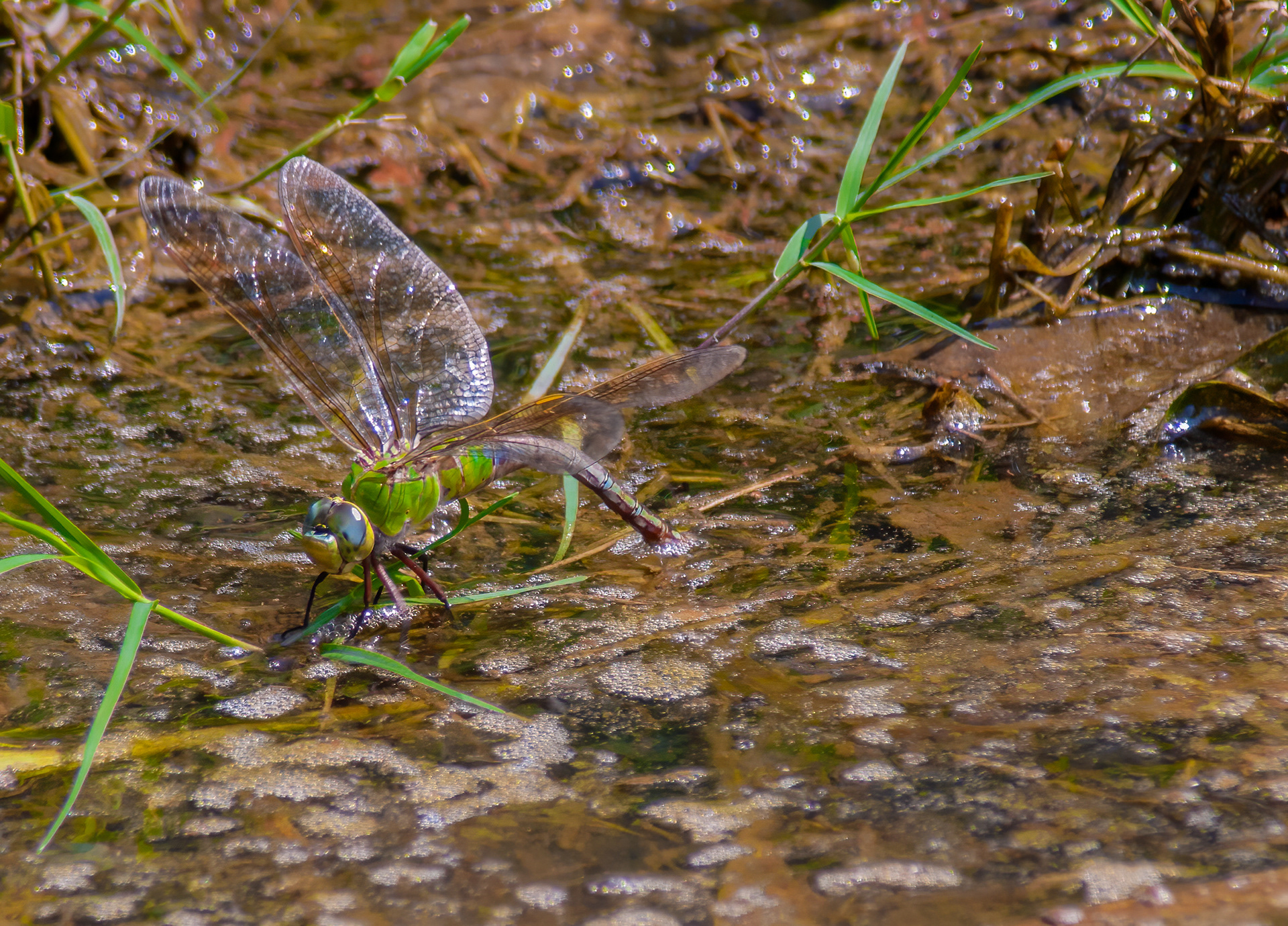 Common Greed Darner ((Anax junius)