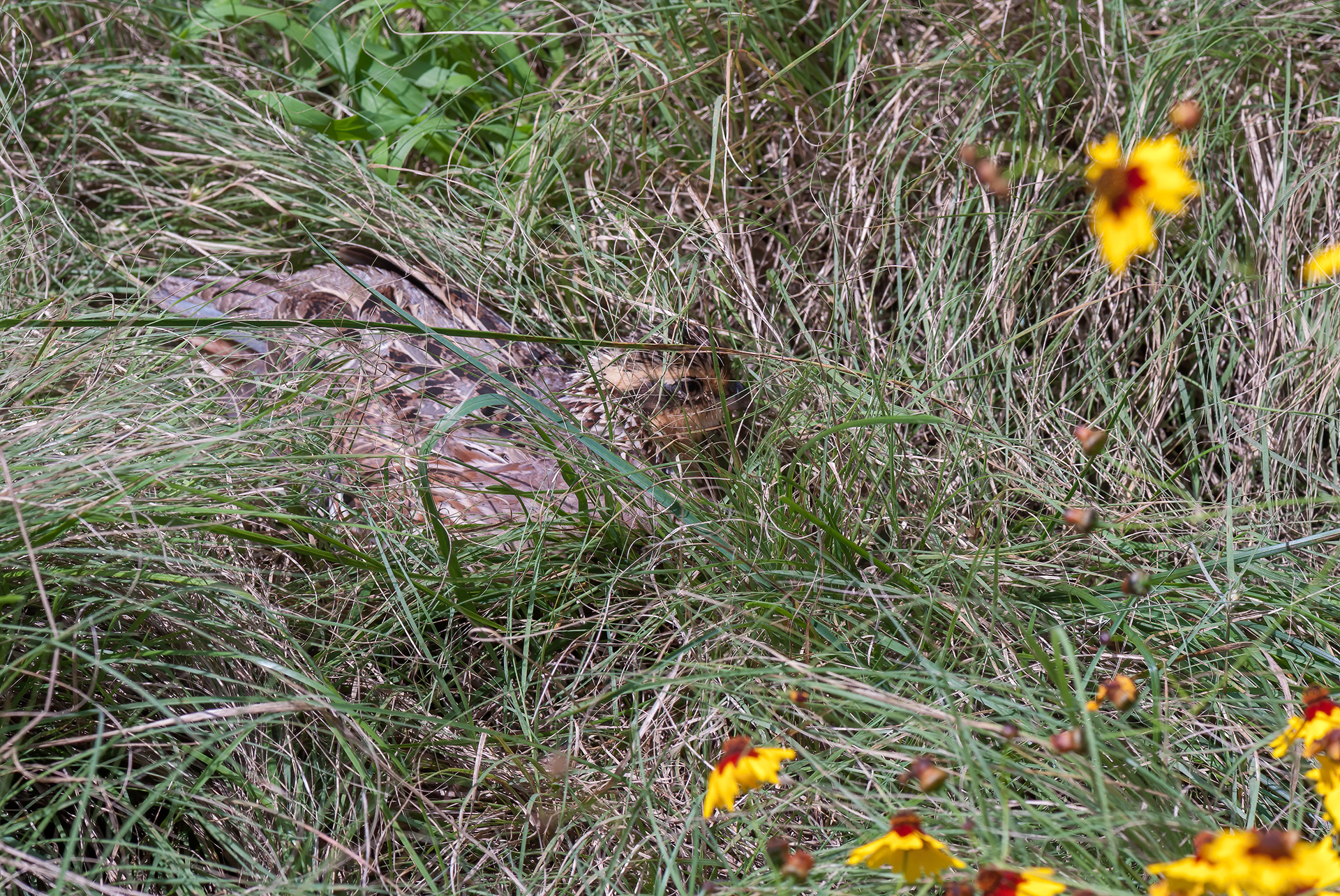 Northern Bobwhite Quail - Female (Colinus virginianus)