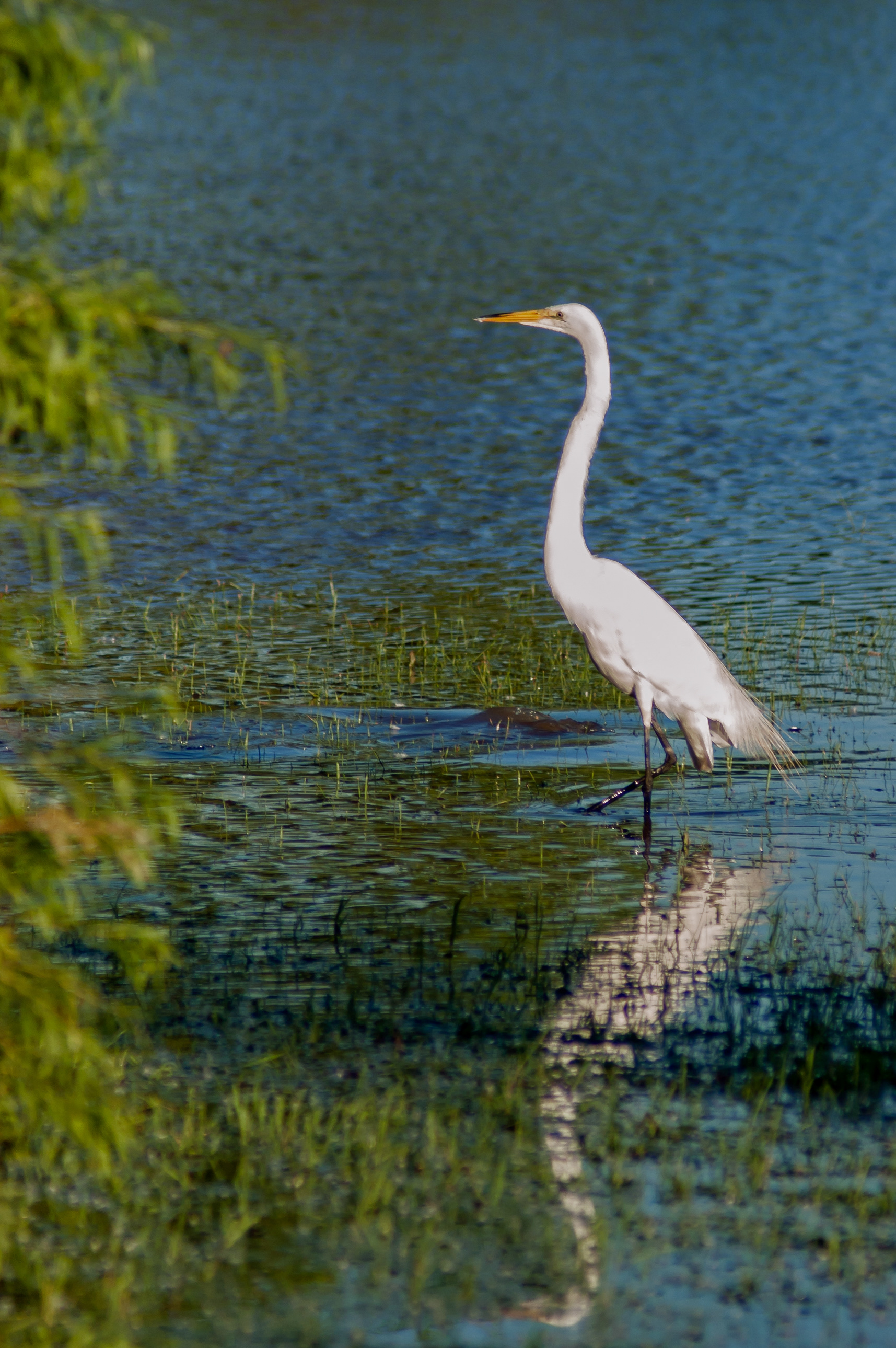 Great Egret (Ardea alba)