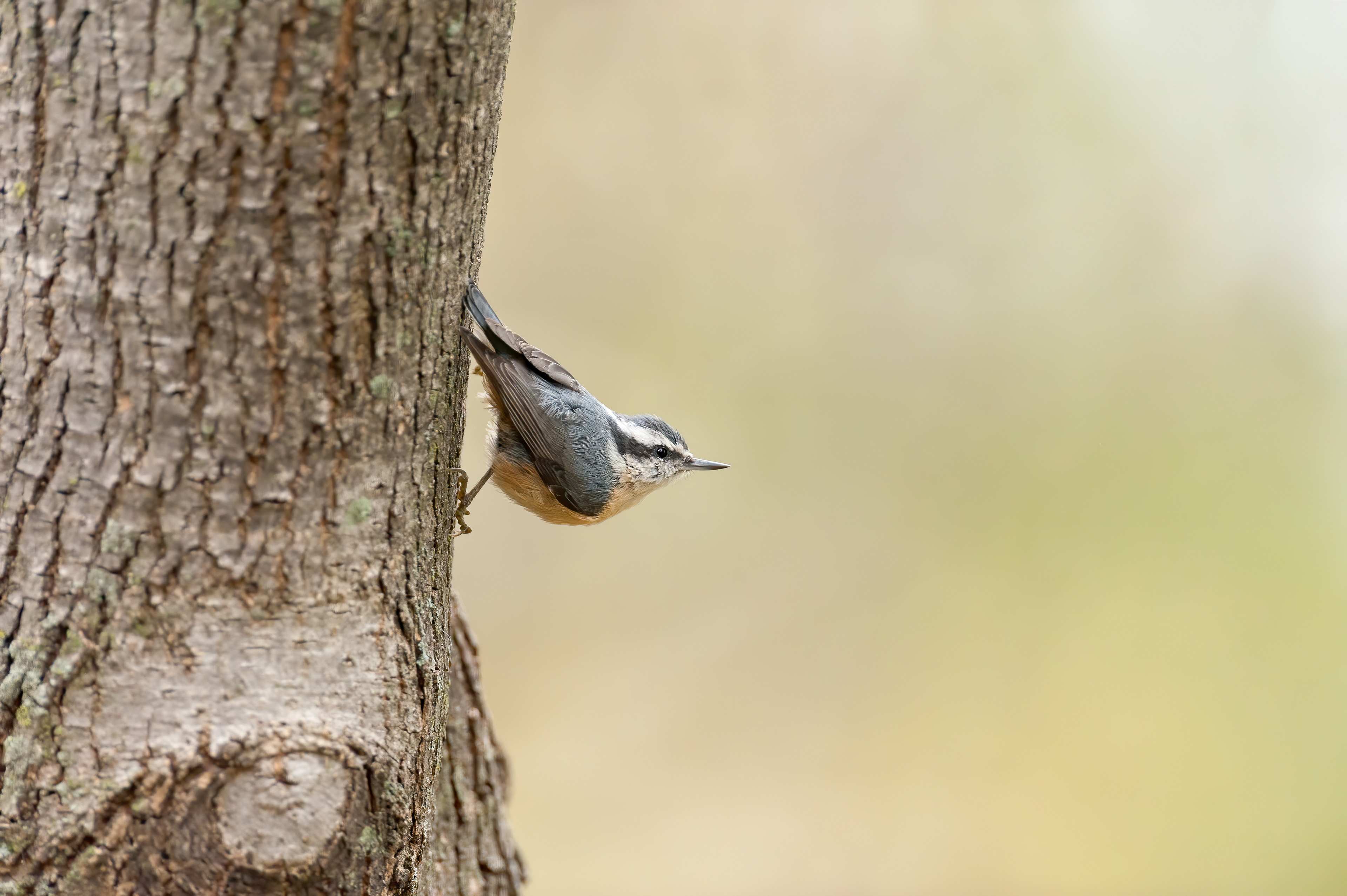 Red-breasted Nuthatch (Sitta canadensis)