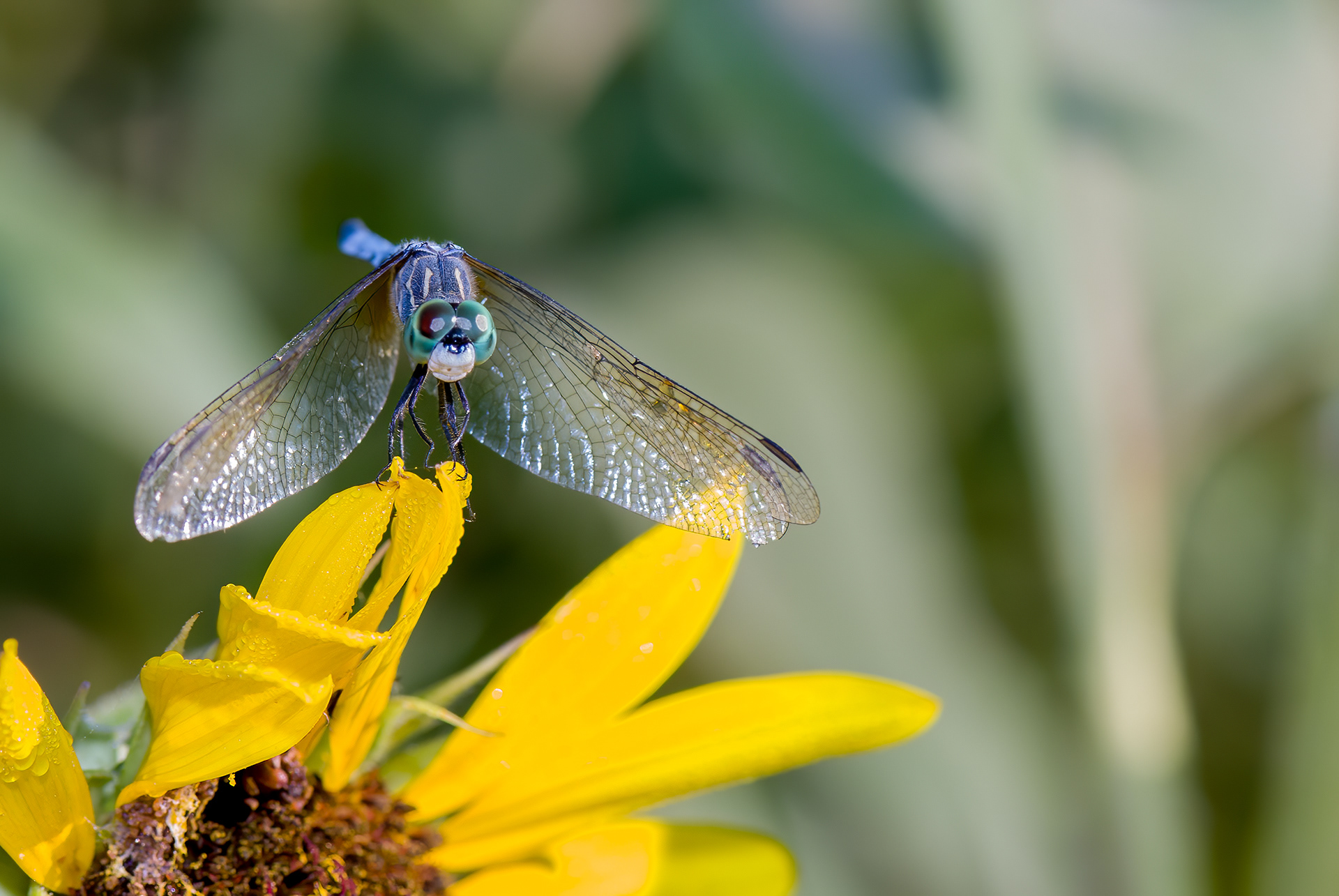 Blue Dasher (Pachydiplax longipennis)